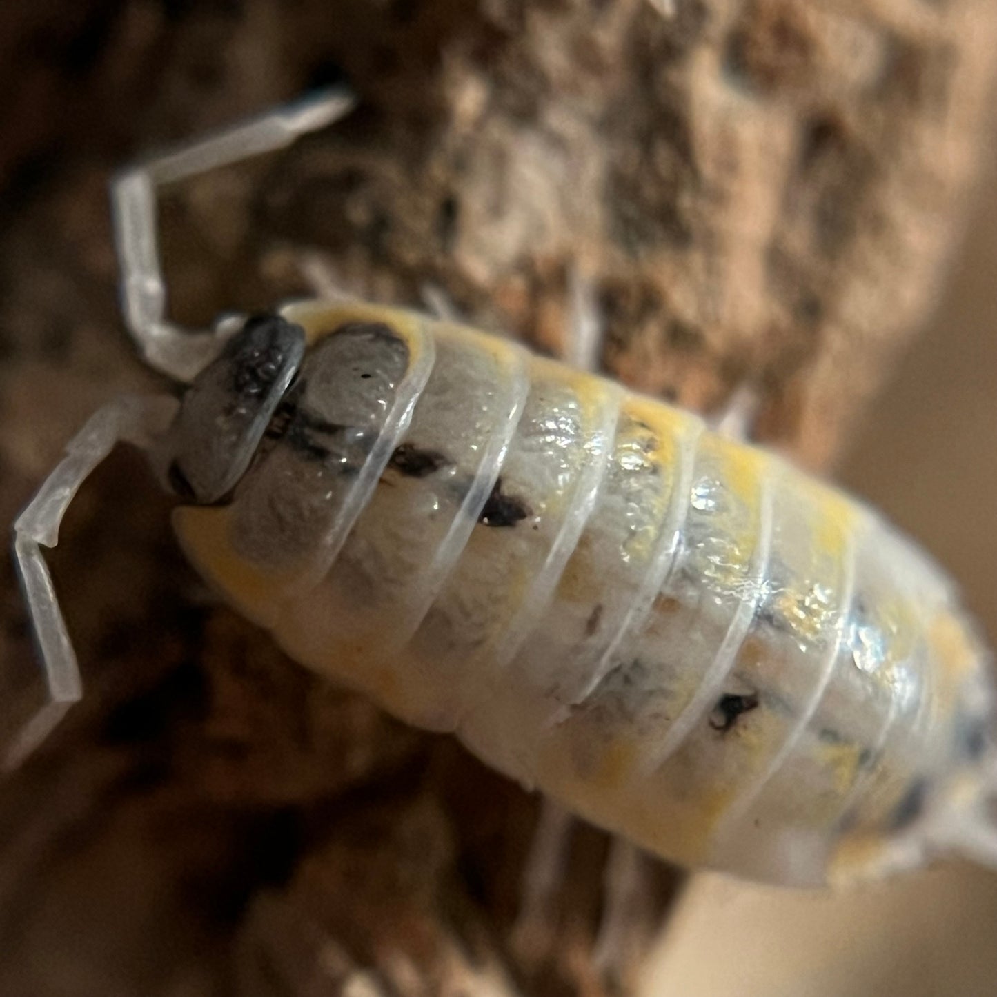 Porcellio ornatus “witches brew” isopods (12+ count)