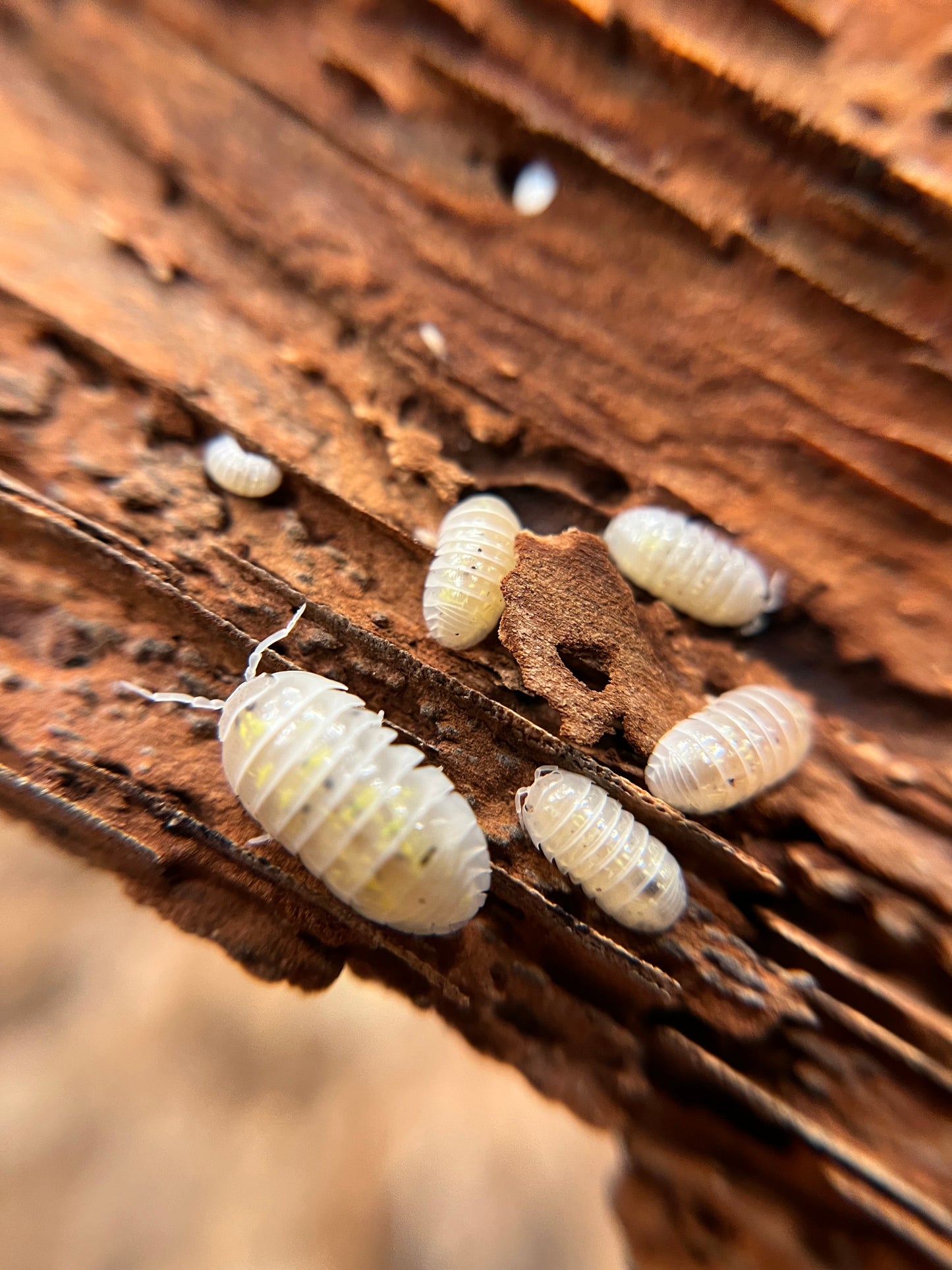 Armadillidium vulgare “Japanese magic potion” isopods (12+ count)
