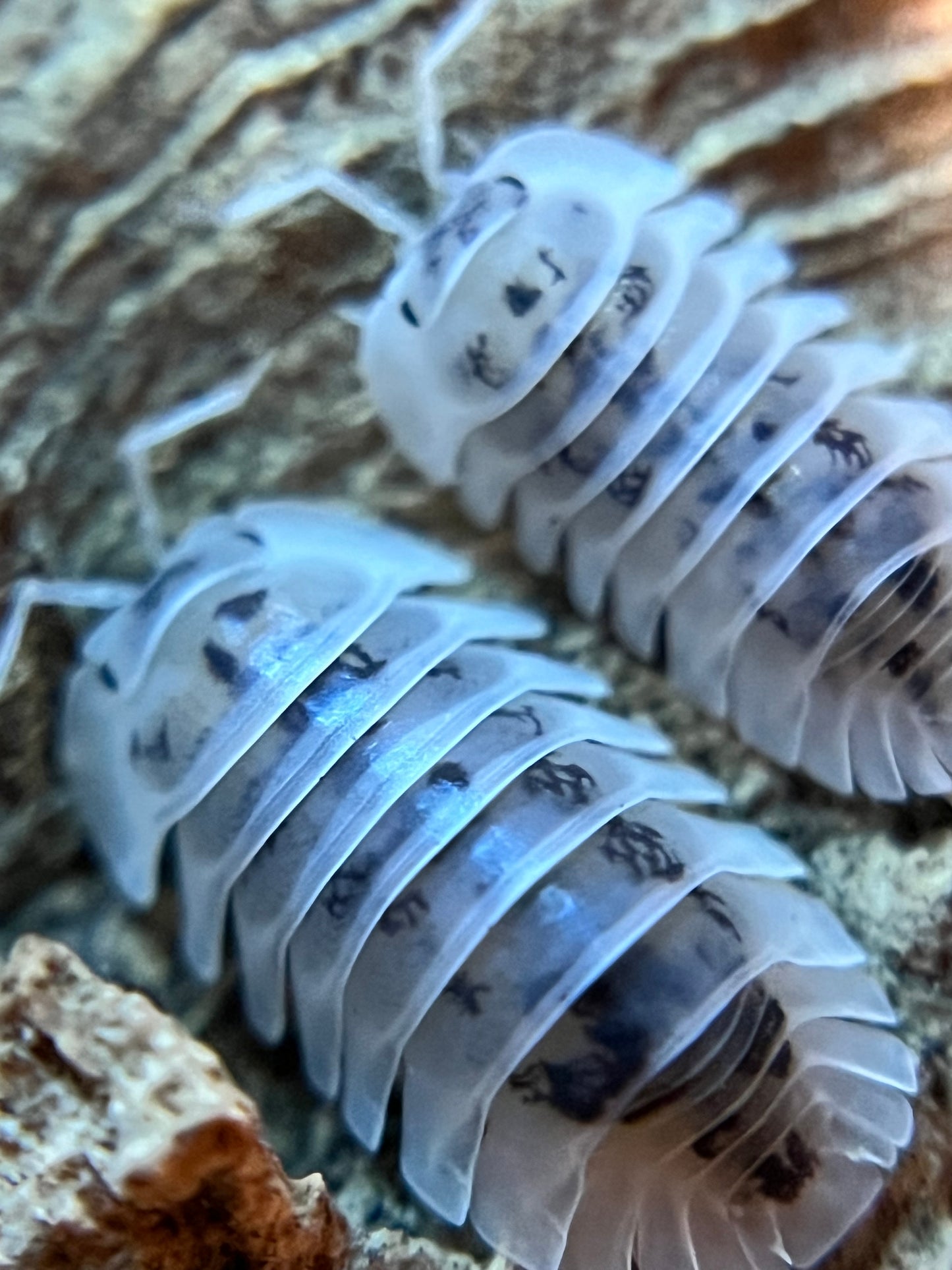 Nesodillo arcangelii "Shiro Utsuri" isopods (12+ count)