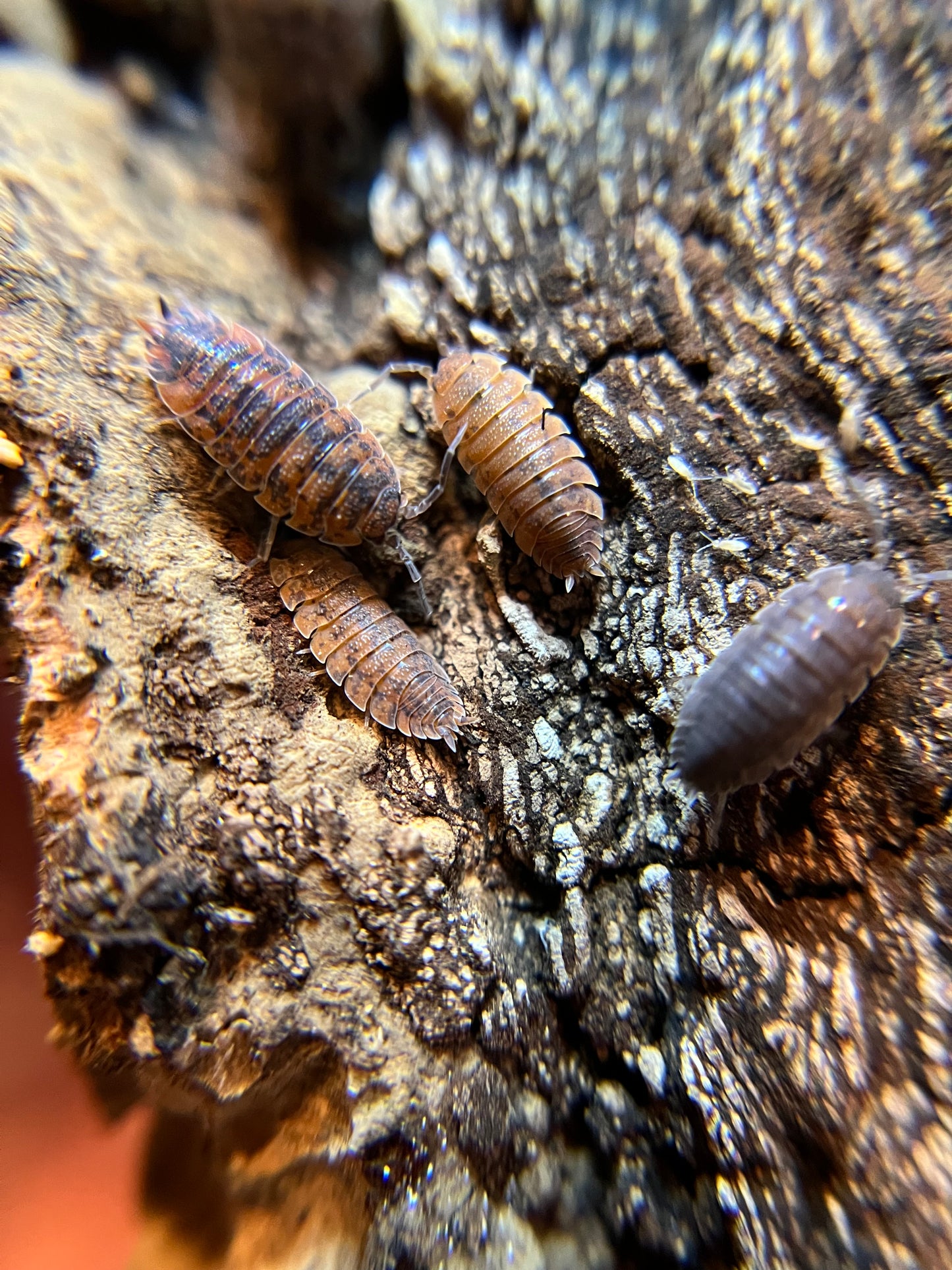 Porcellio scaber "red calico" isopods (12+ count)