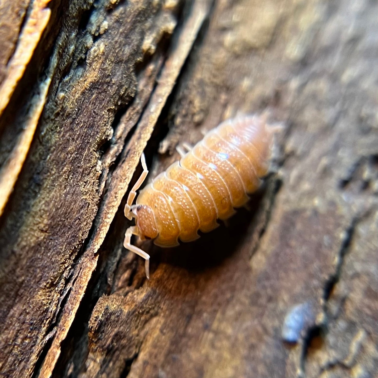 Porcellio scaber "spanish orange" isopods (12+ count)