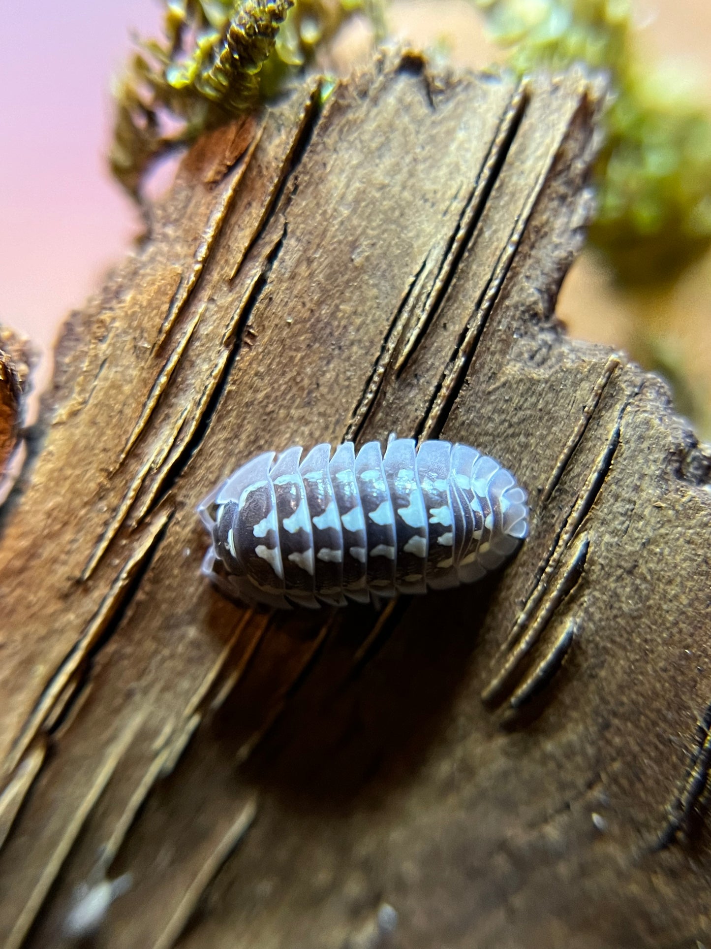Armadillidium gestroi "white zinger" isopods (10+ count)