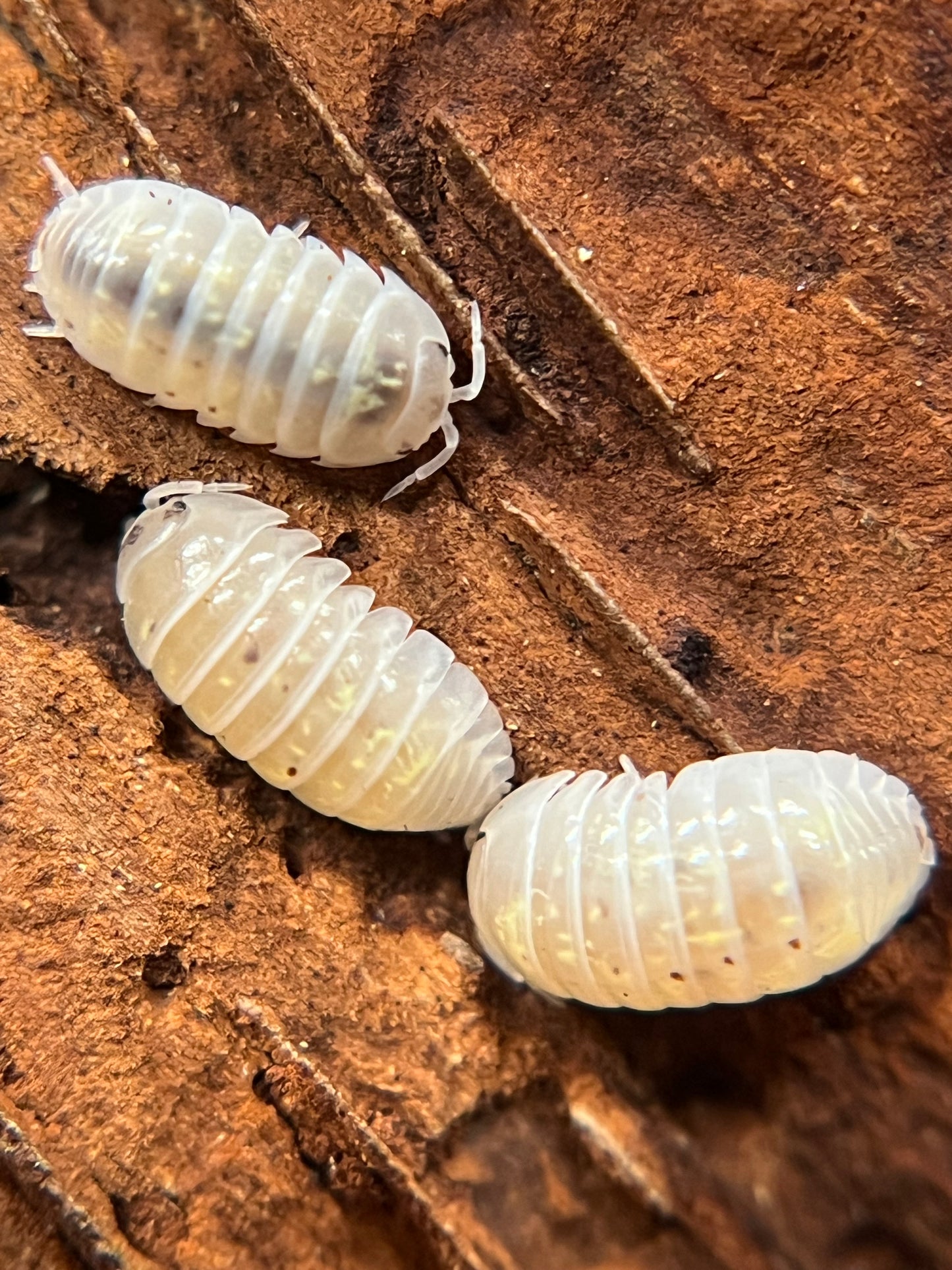 Armadillidium vulgare “Japanese magic potion” isopods (12+ count)