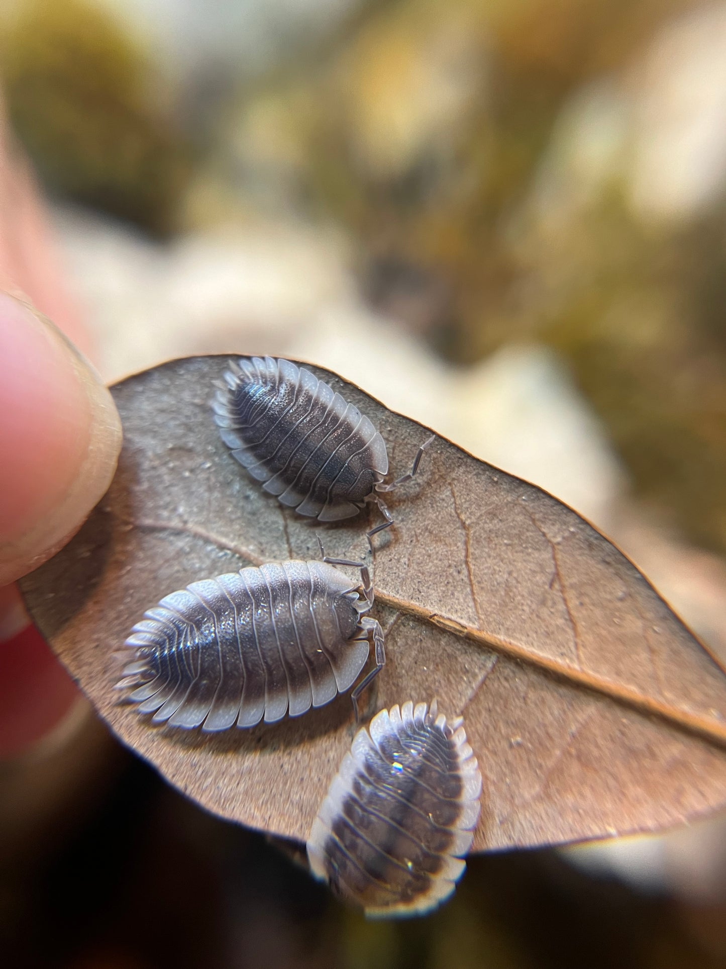 Porcellio werneri "Greek shield" isopods (10+ count)
