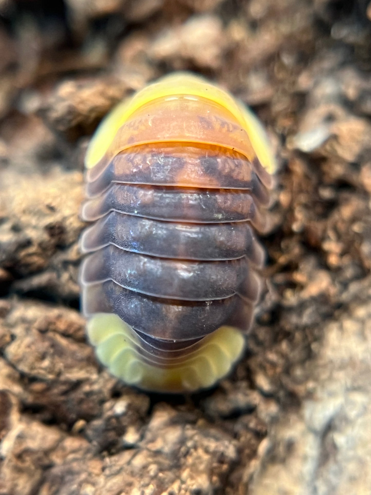 Cubaris sp. “Rubber Ducky” color mix isopods (10+ count)