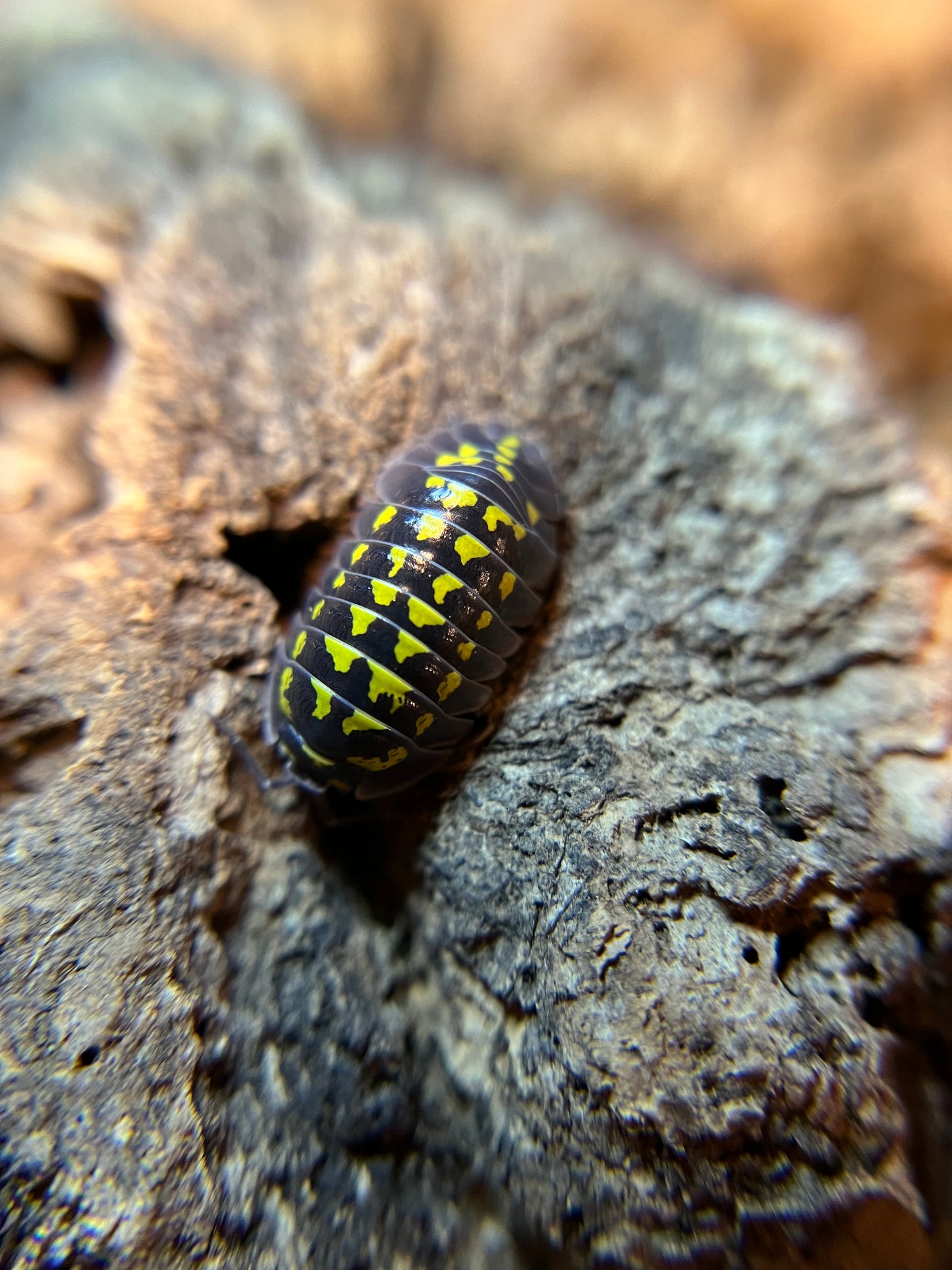 Armadillidium gestroi isopods (12+ count)