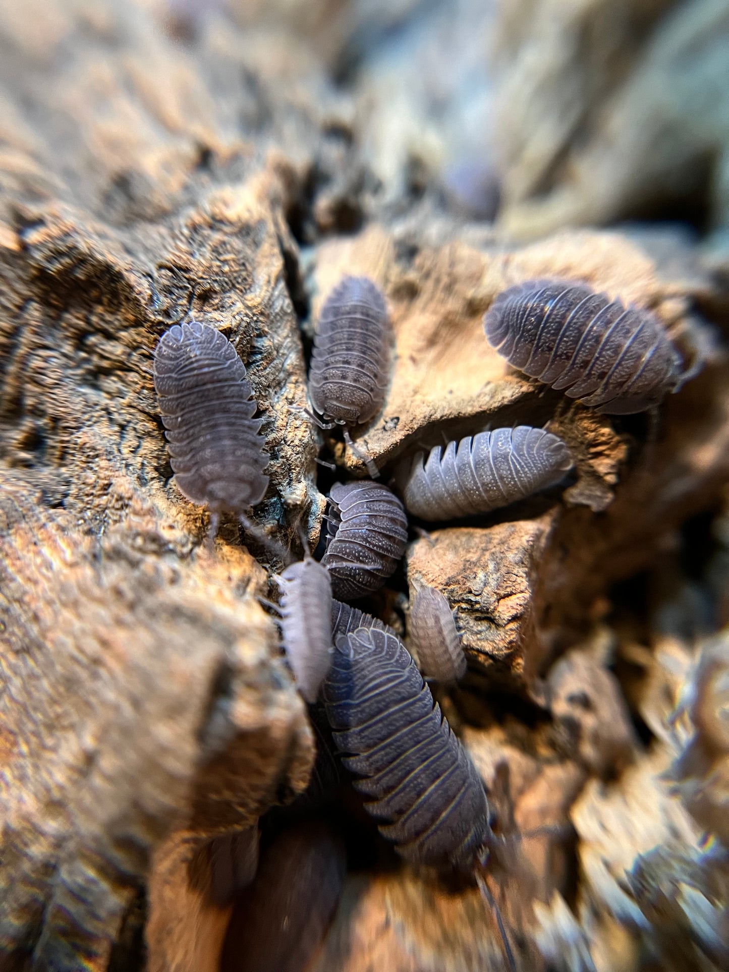 Armadillidium scaberrimum “sandstone” isopods (12+ count)