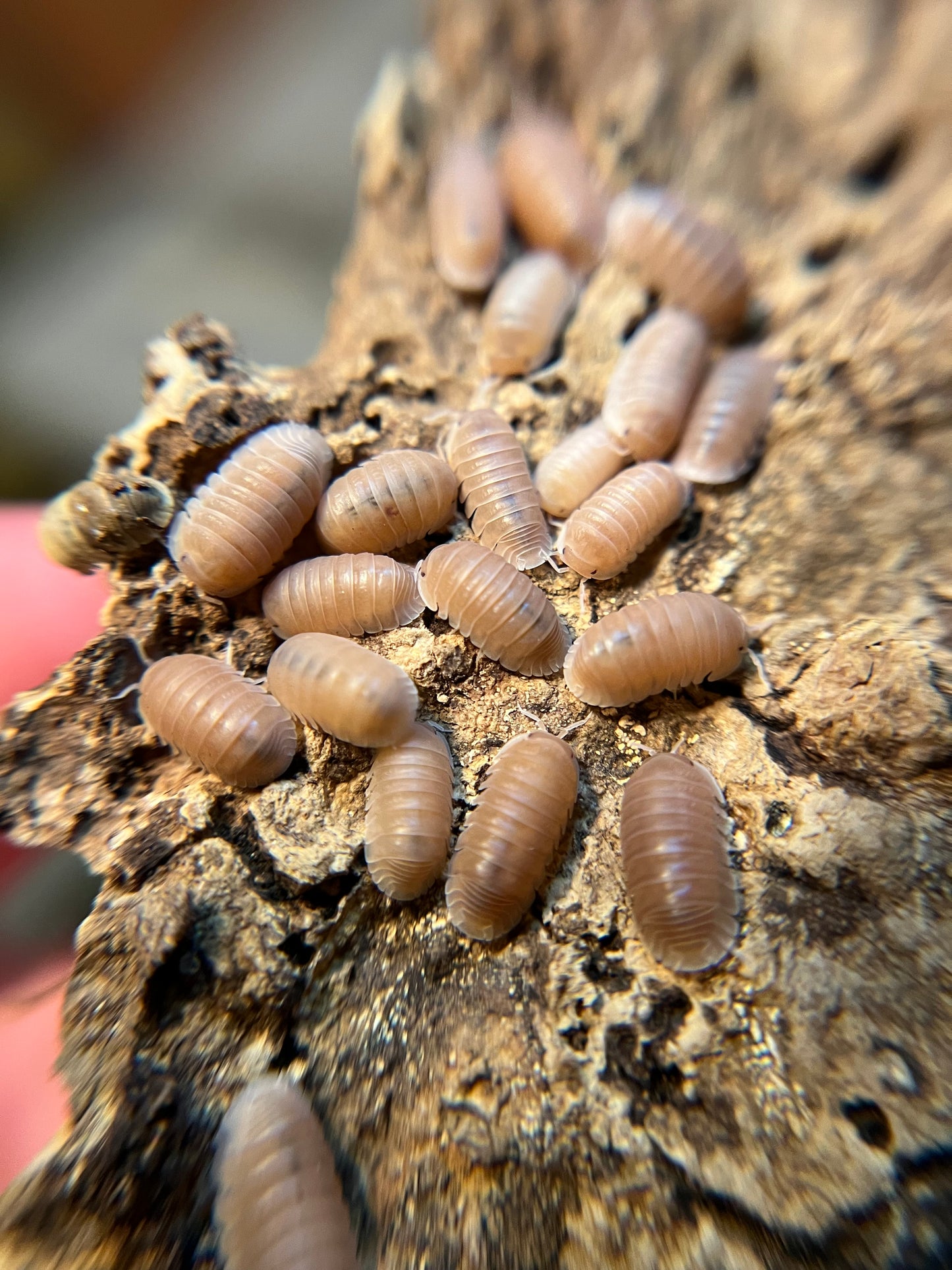 Cubaris murina “papaya” isopods (12+ count)