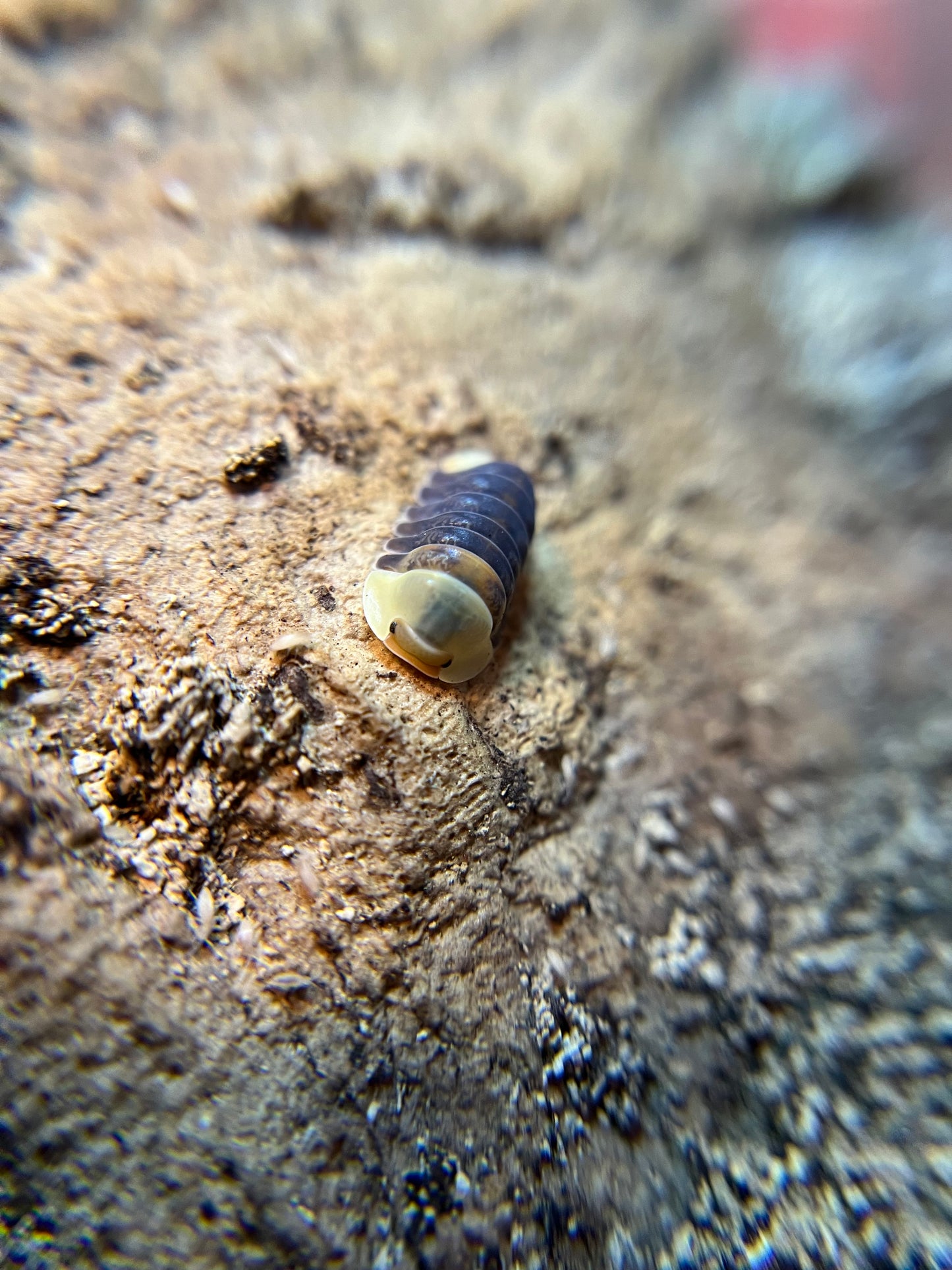 Cubaris sp. “Rubber Ducky” color mix isopods (10+ count)