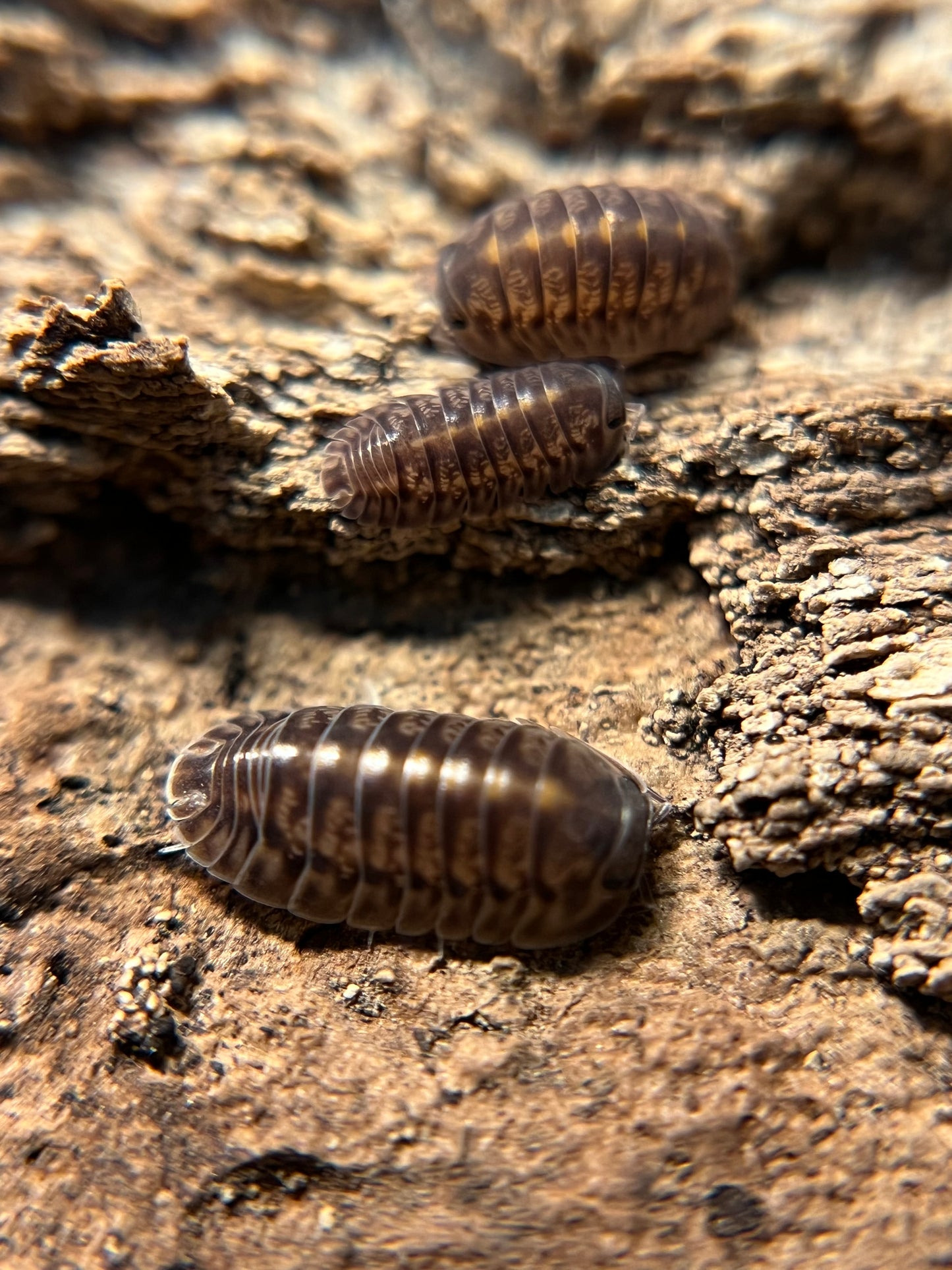 Cubaris. sp. "Platin Tung Song" isopods (10+ count)