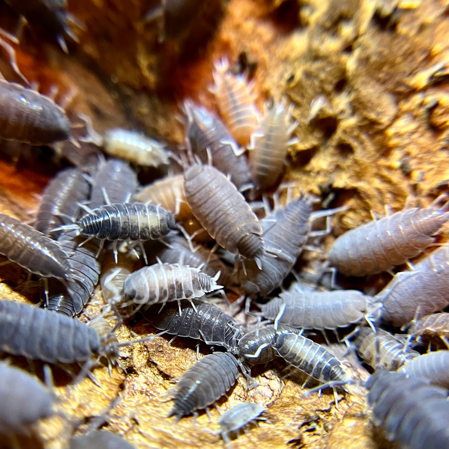 Porcellionides pruinosus “party mix” isopods (12+ count)