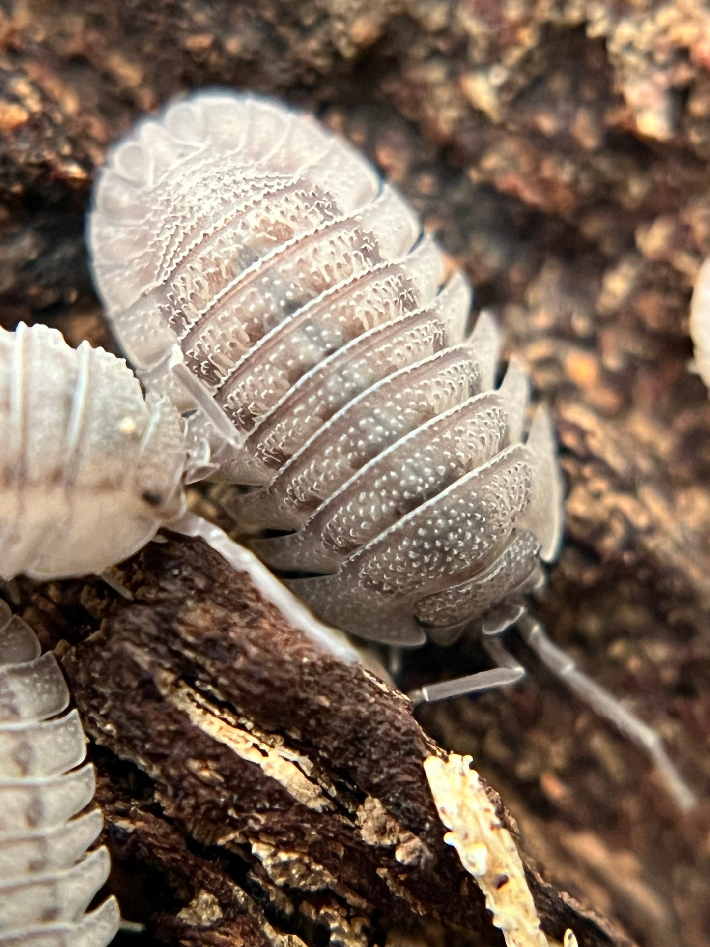 Armadillidium peraccae isopods (12+ count)