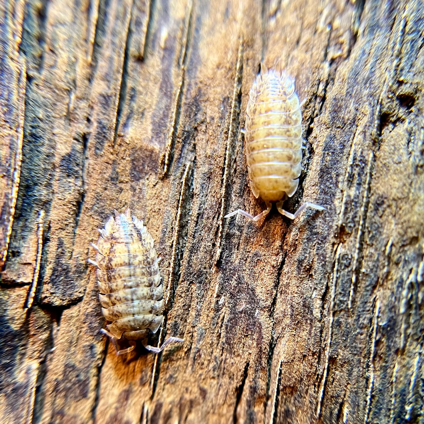Porcellio scaber "lottery ticket" isopods (12+ count)