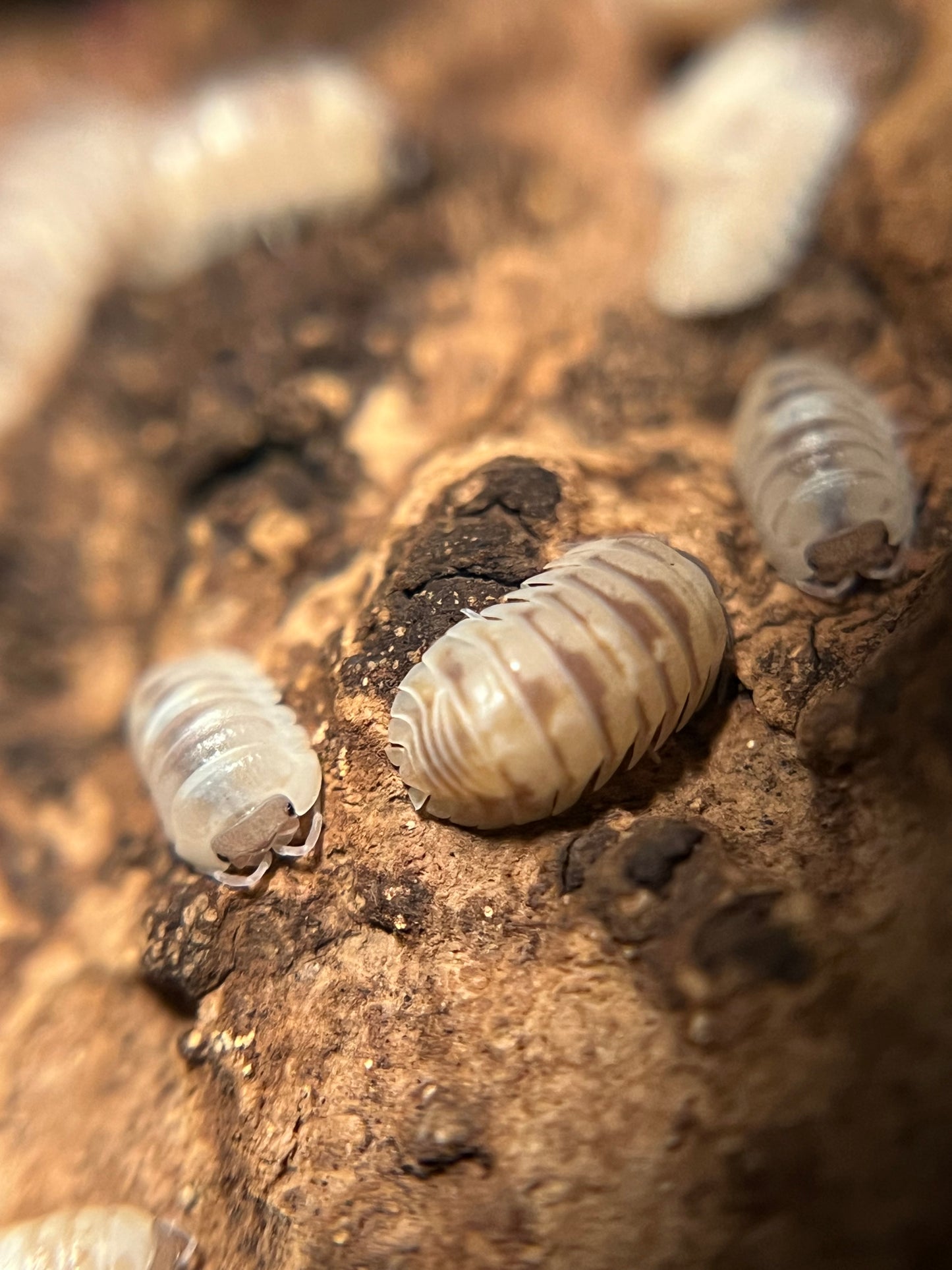 Armadillidium c.f. espanyoli "marbelized" isopods (12+ count)