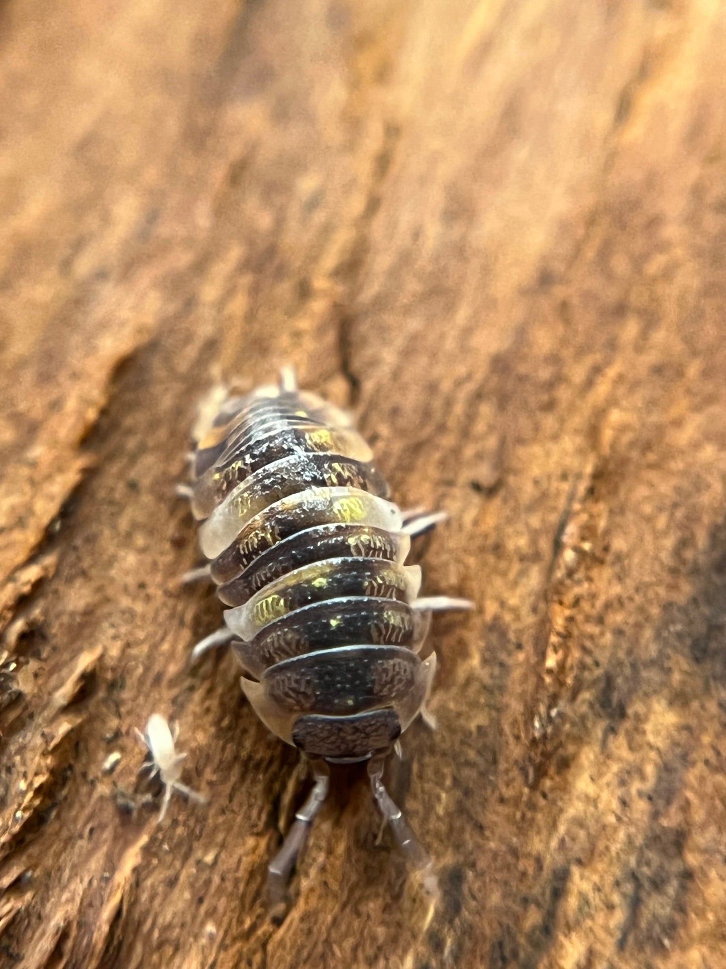 Armadillidium granulatum "koi" isopods (10+ count)