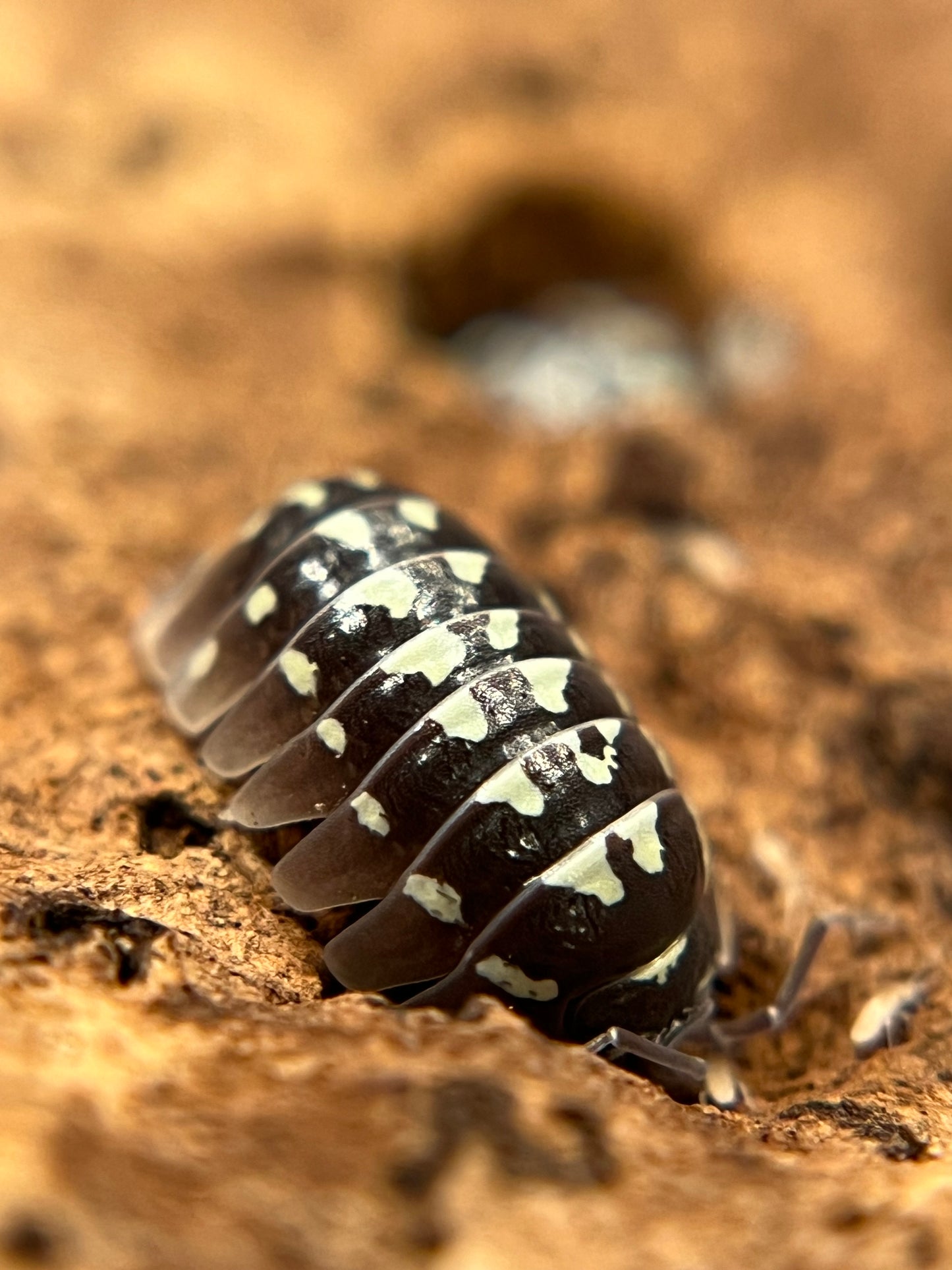 Armadillidium gestroi "white zinger" isopods (10+ count)