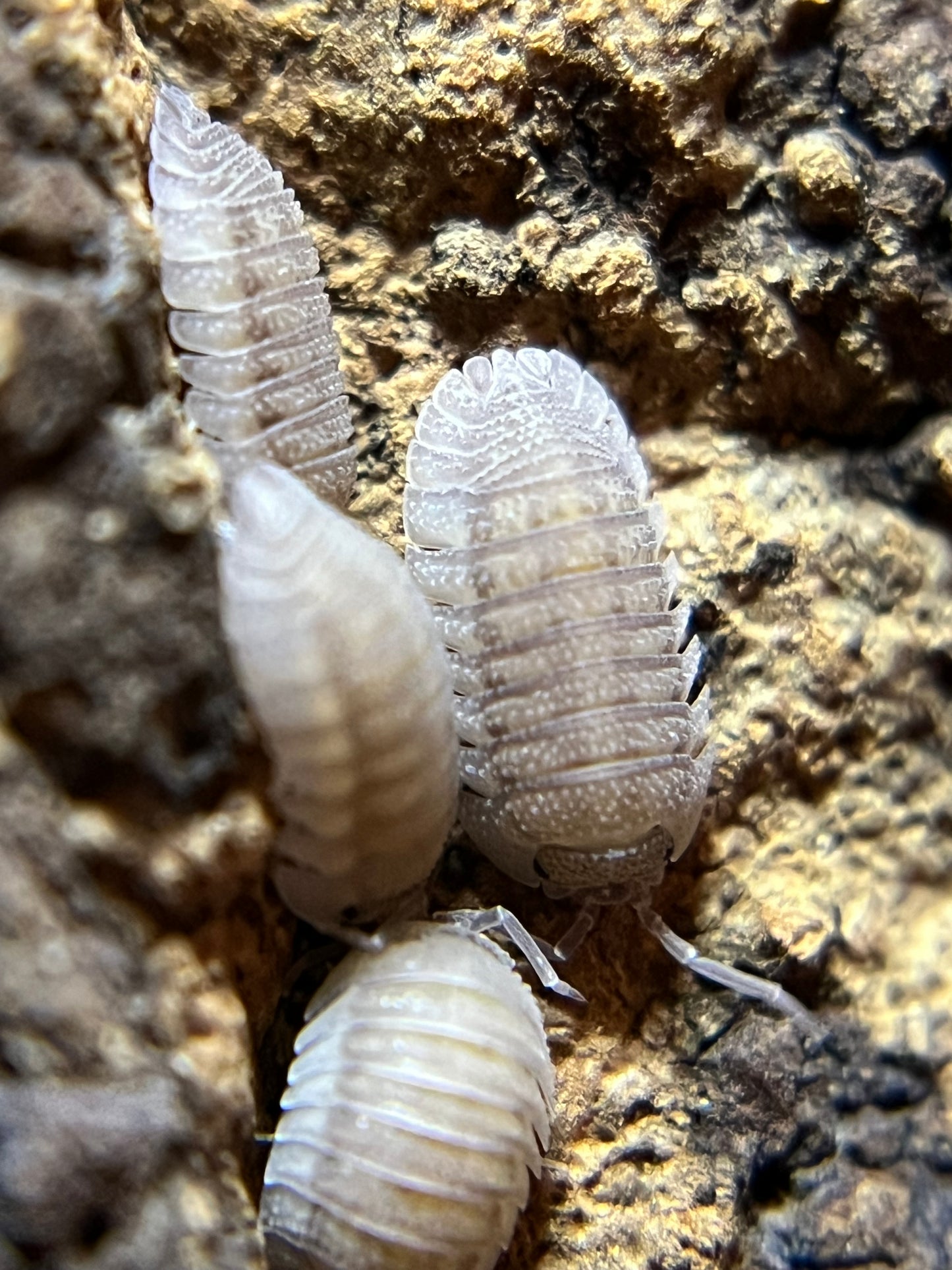 Armadillidium scaberrimum “sandstone” isopods (12+ count)