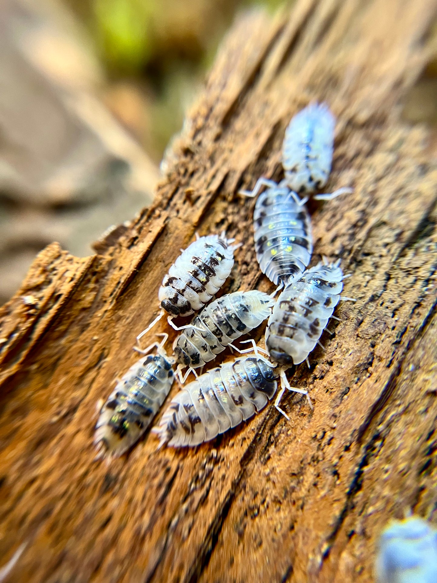 Oniscus asellus "Mardi Gras dalmatian" isopods (12+ count)
