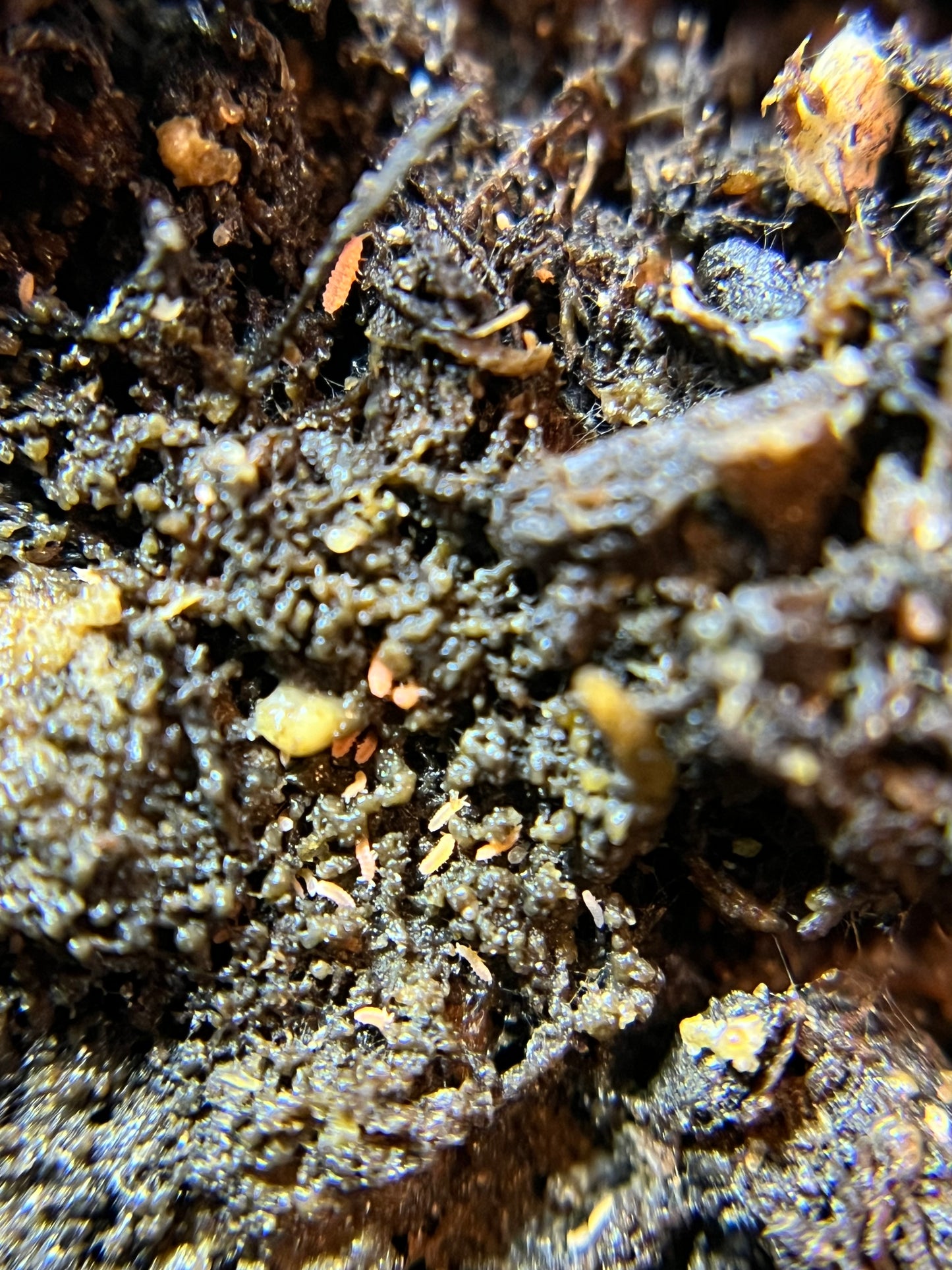 Neanura growae "Florida orange" springtails