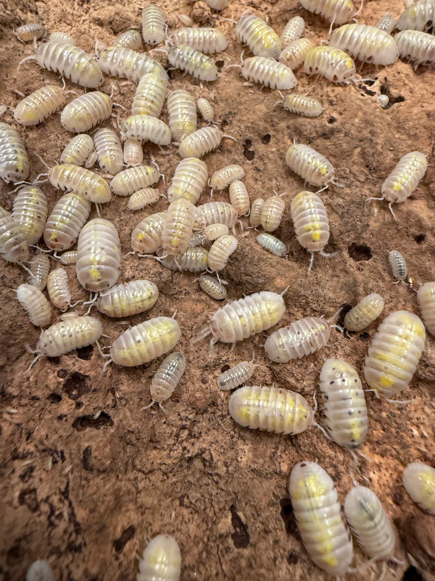 Armadillidium vulgare “American magic potion” isopods (12+ count)