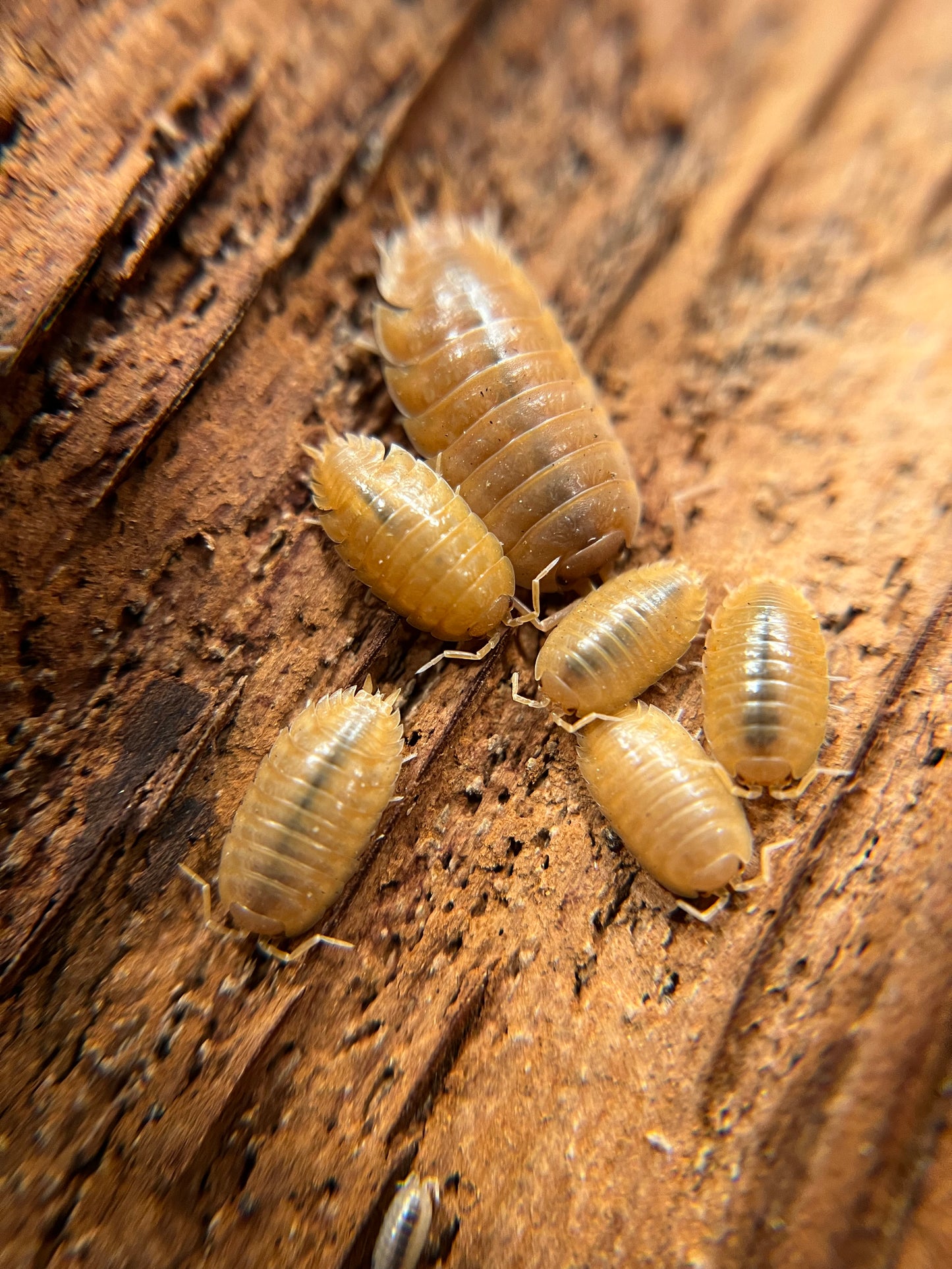 Porcellio laevis "orange" isopods (12+ count)