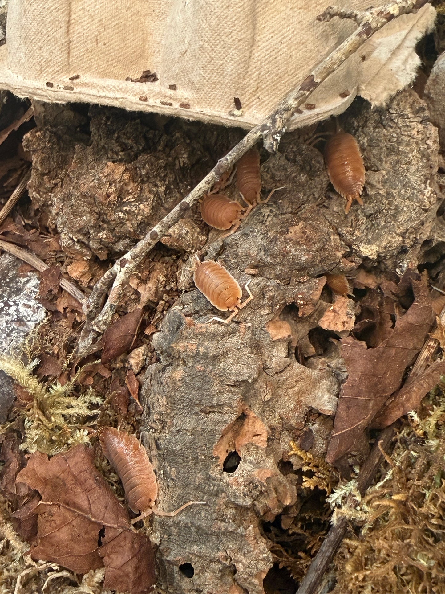 Porcellio magnificus isopods (8+ count)