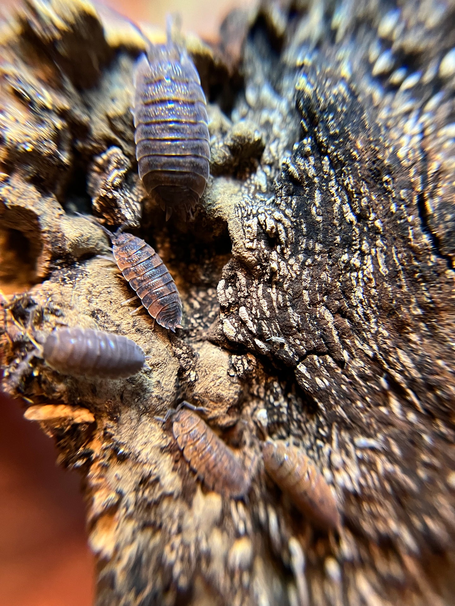 Porcellio scaber "red calico" isopods (12+ count)