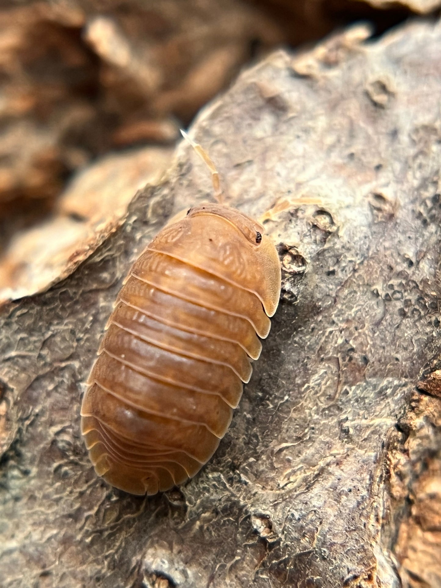 Cubaris murina "anemone" isopods (12+ count)