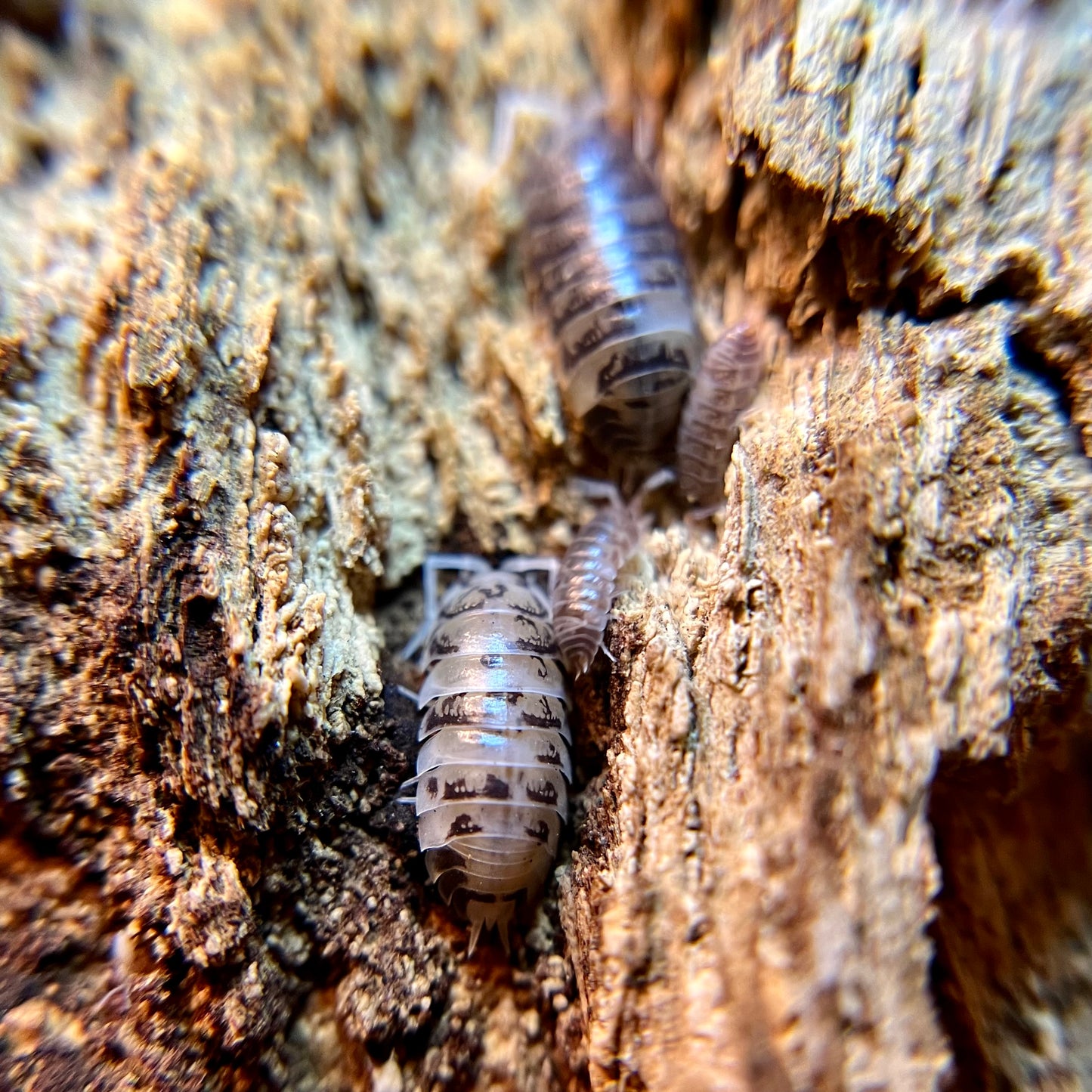 Cylisticus convexus "Ukraine pied" isopods (12+ count)