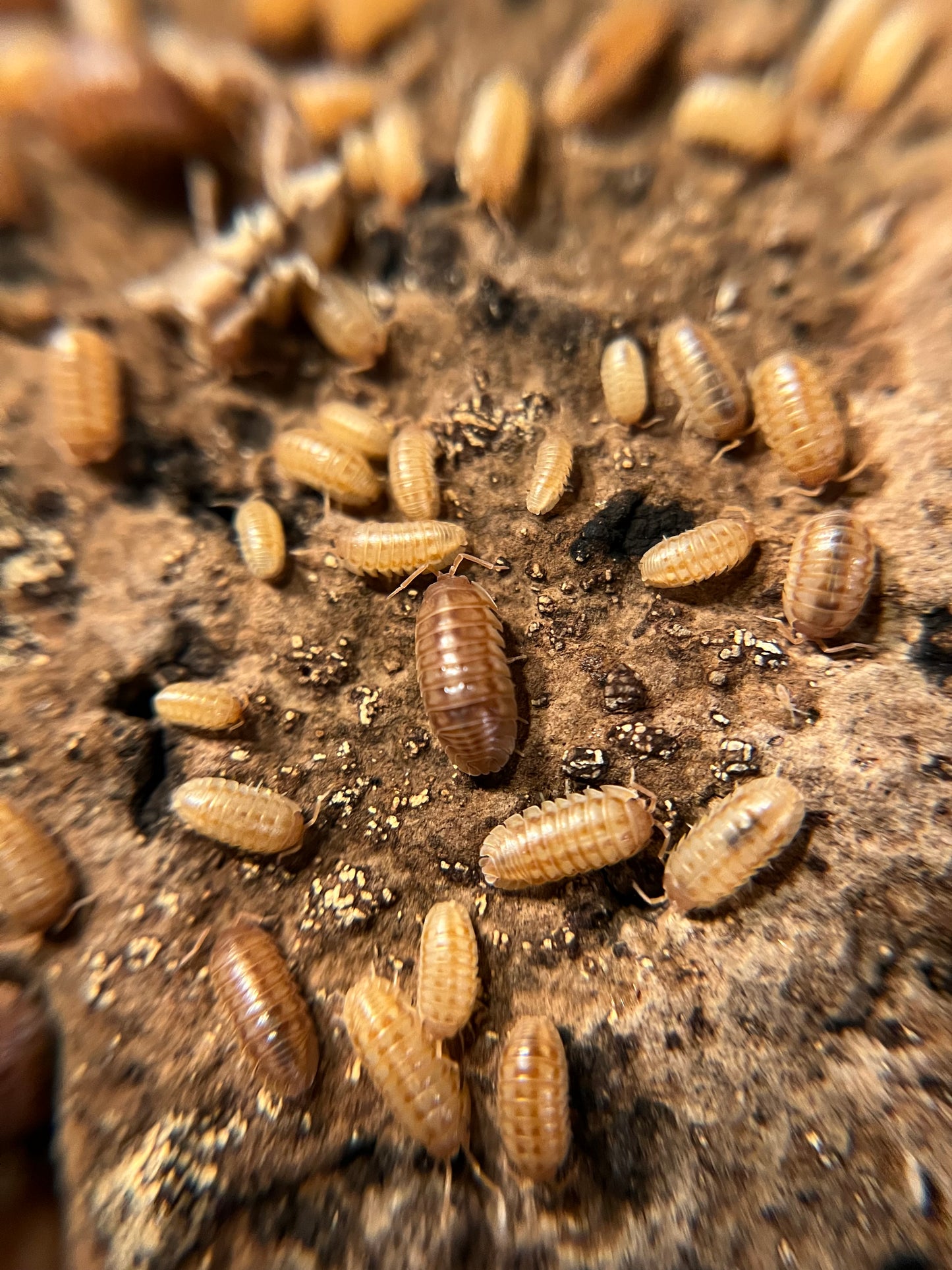 Armadillidium nasatum "peach" isopods (12+ count)
