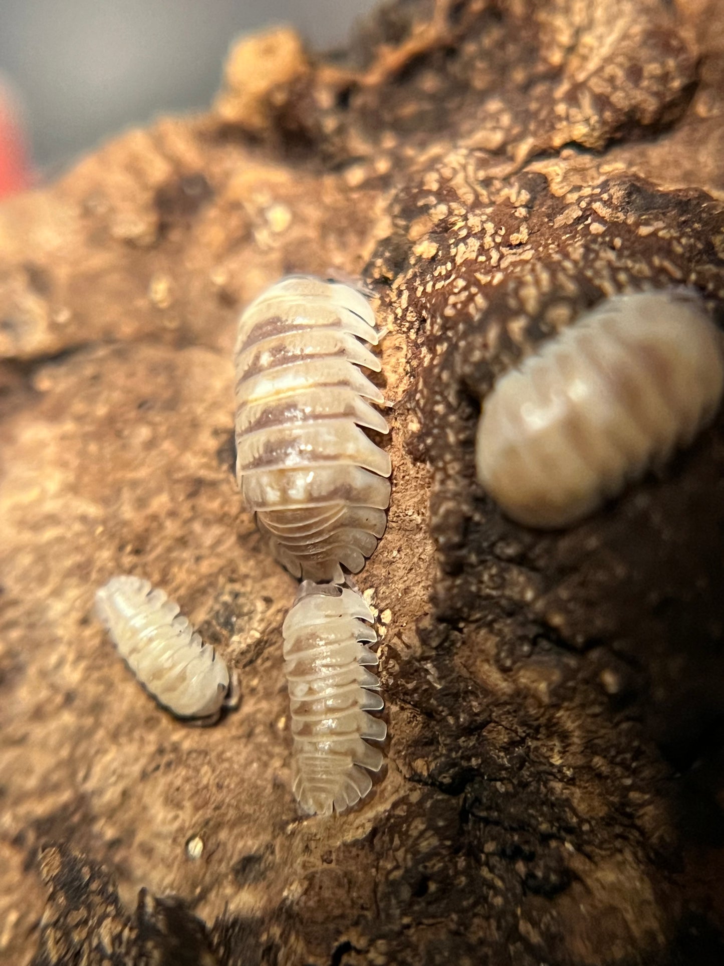 Armadillidium c.f. espanyoli "marbelized" isopods (12+ count)