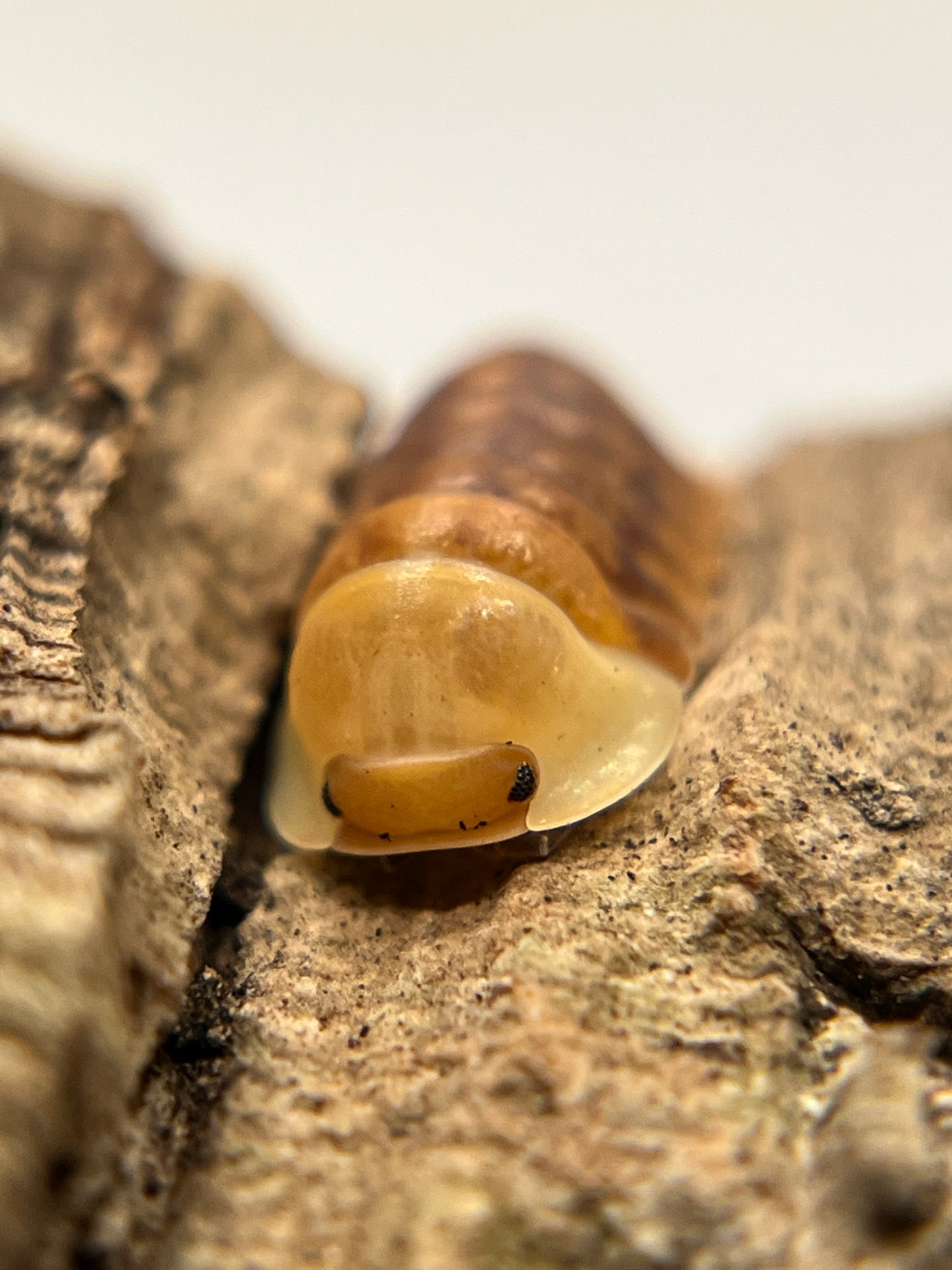 Cubaris sp. “Rubber Ducky” color mix isopods (10+ count)