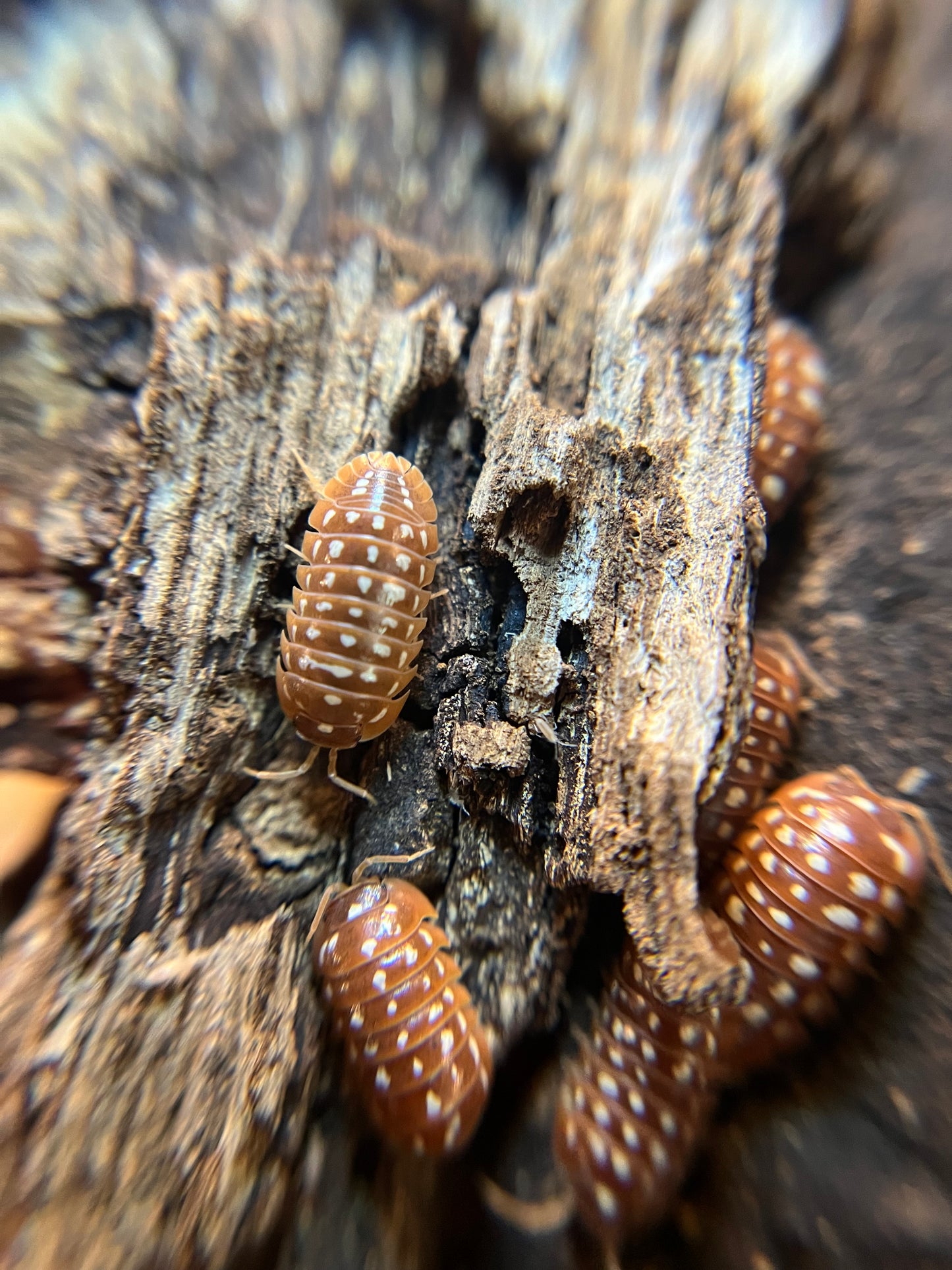 Armadillidium werneri "orange" isopods (12+ count)