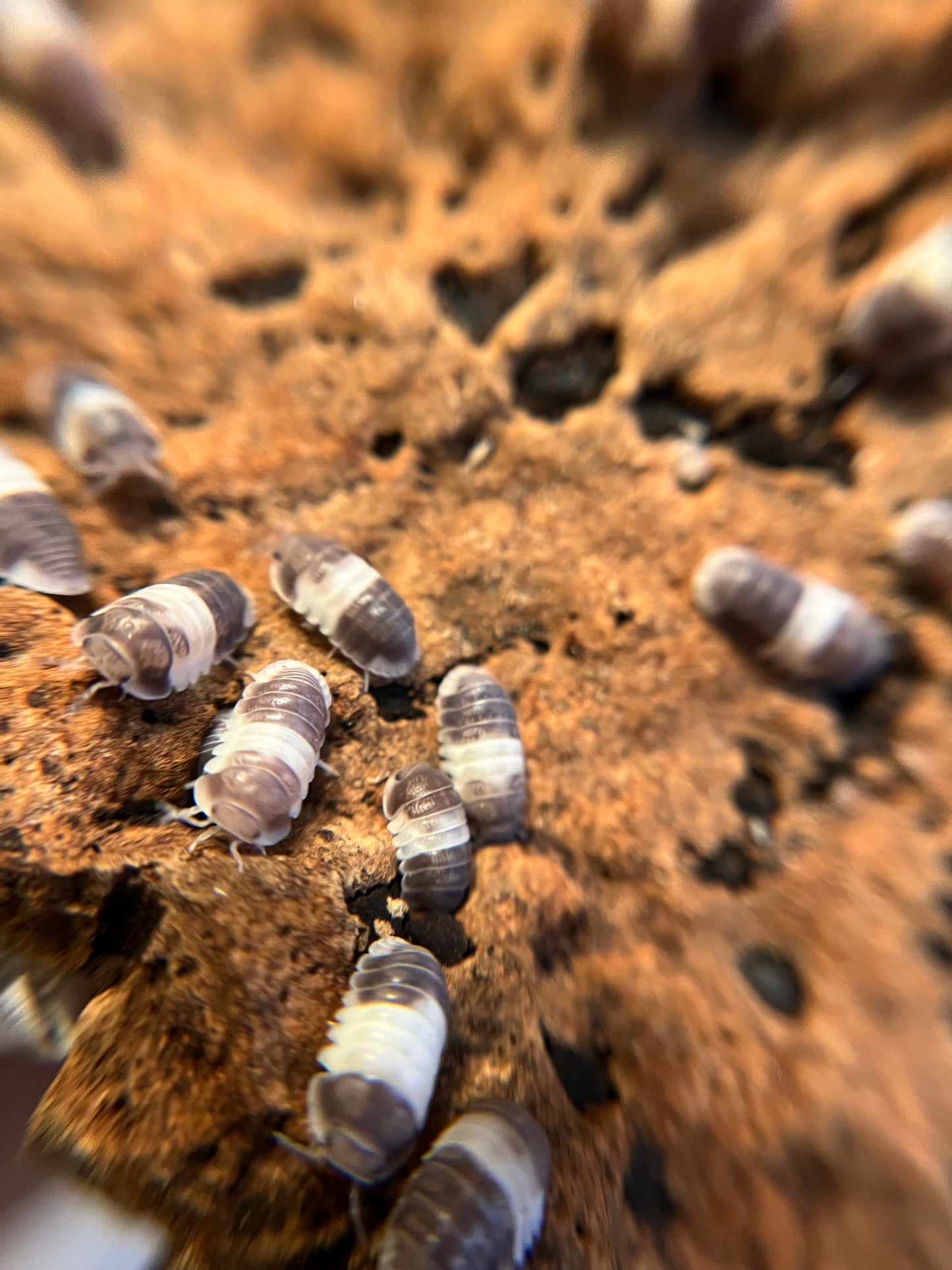 Cubaris sp. "panda king" isopods (12+ count)