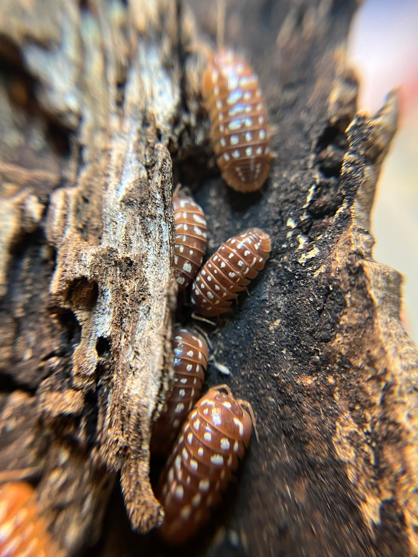 Armadillidium werneri "orange" isopods (12+ count)
