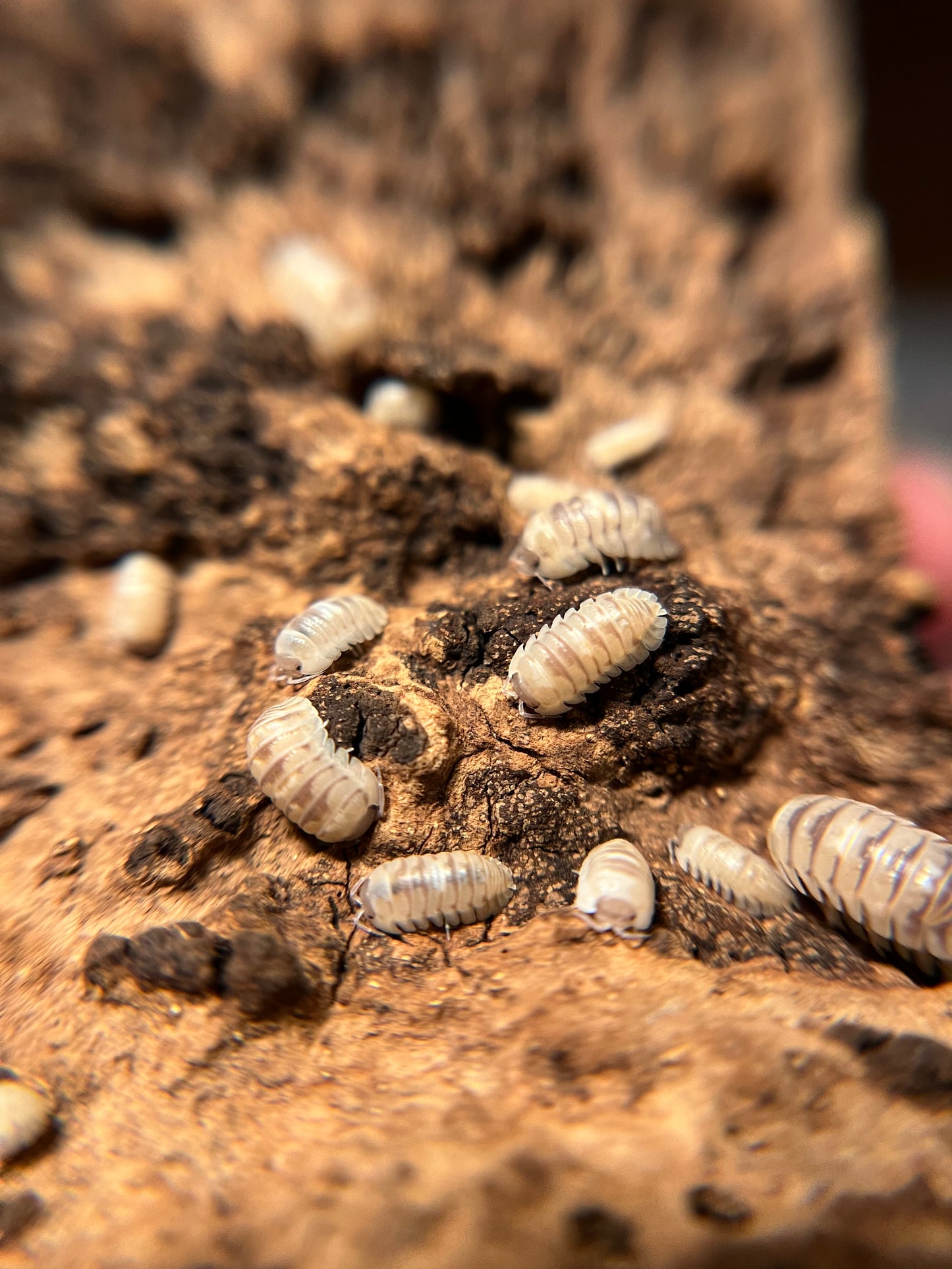 Armadillidium c.f. espanyoli "marbelized" isopods (12+ count)