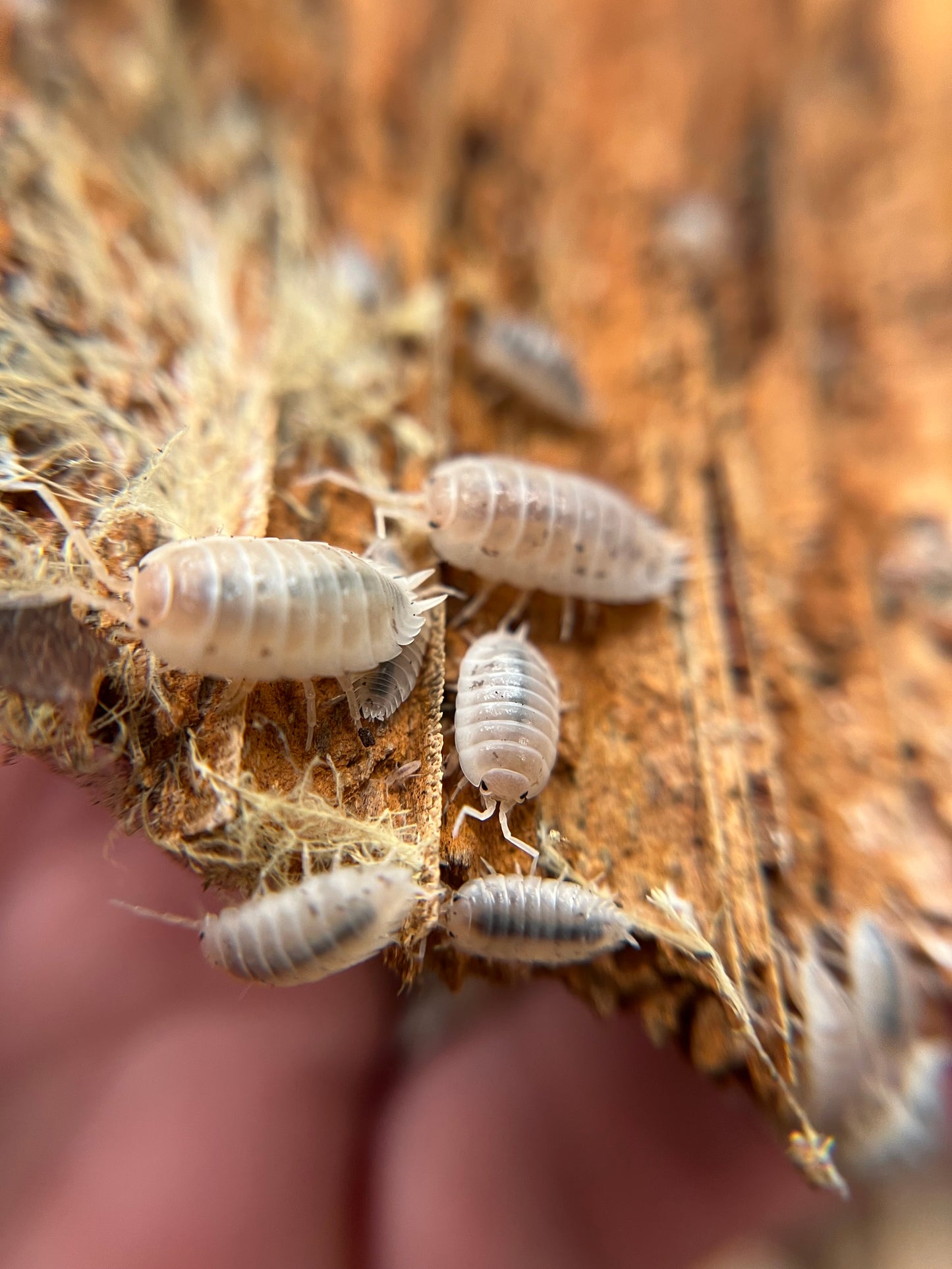Porcellio laevis "white" isopods (12+ count)