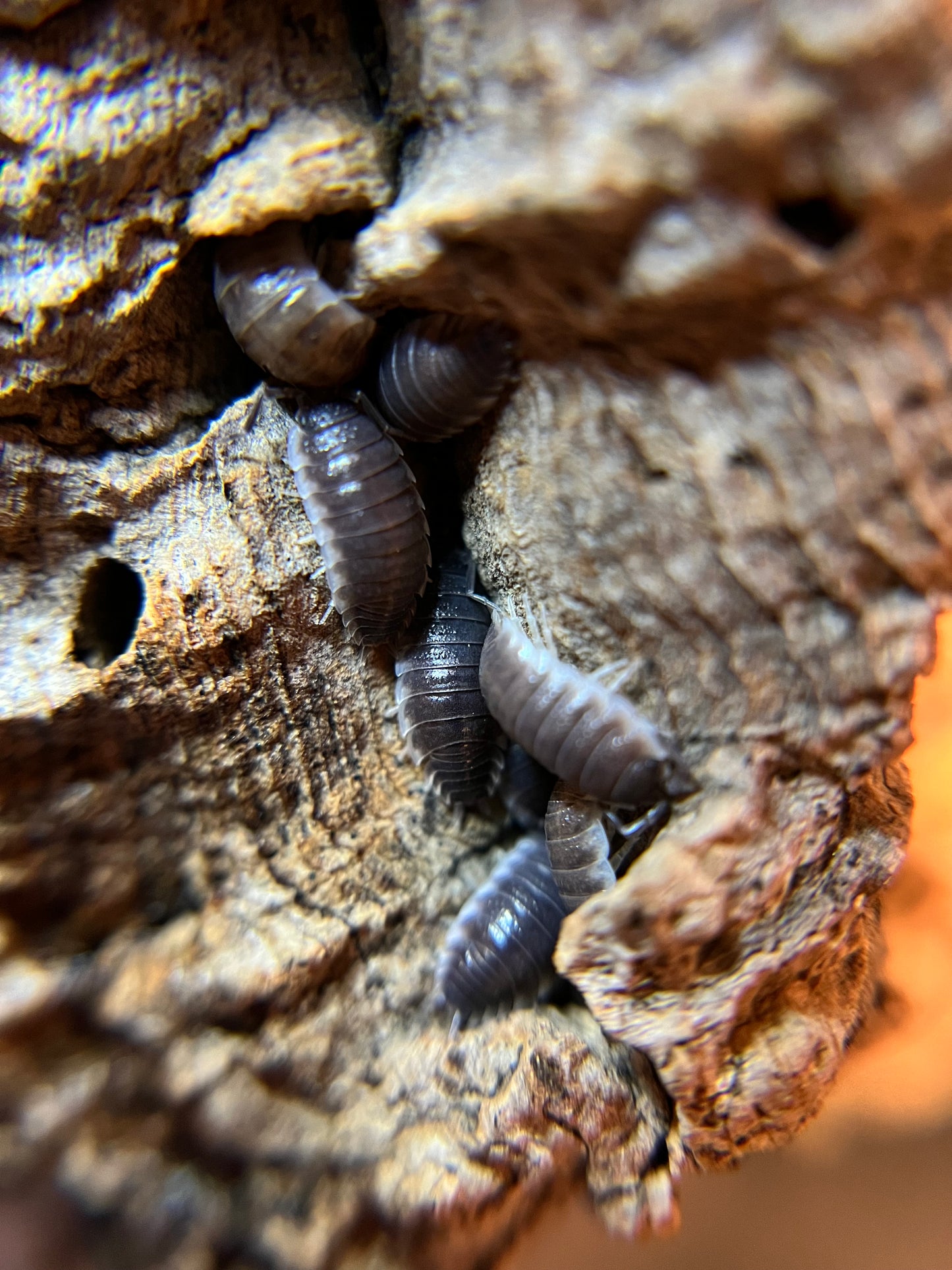 Porcellio sp. "Sevilla" isopods (12+ count)