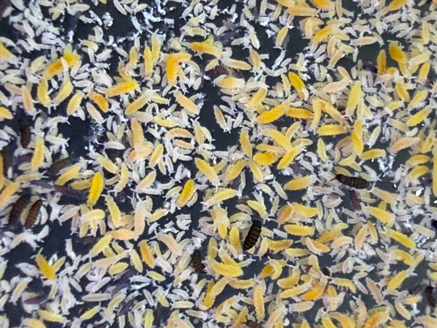 Living Moss with Springtails