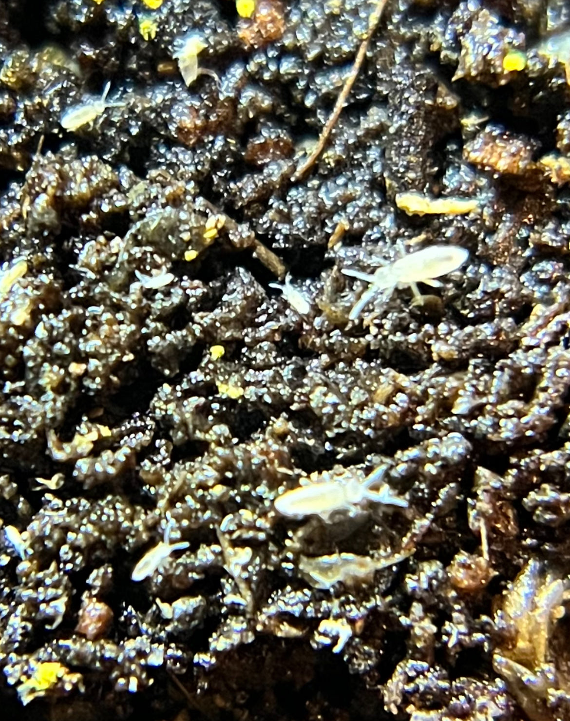 Collembola sp. “tropical white” springtails