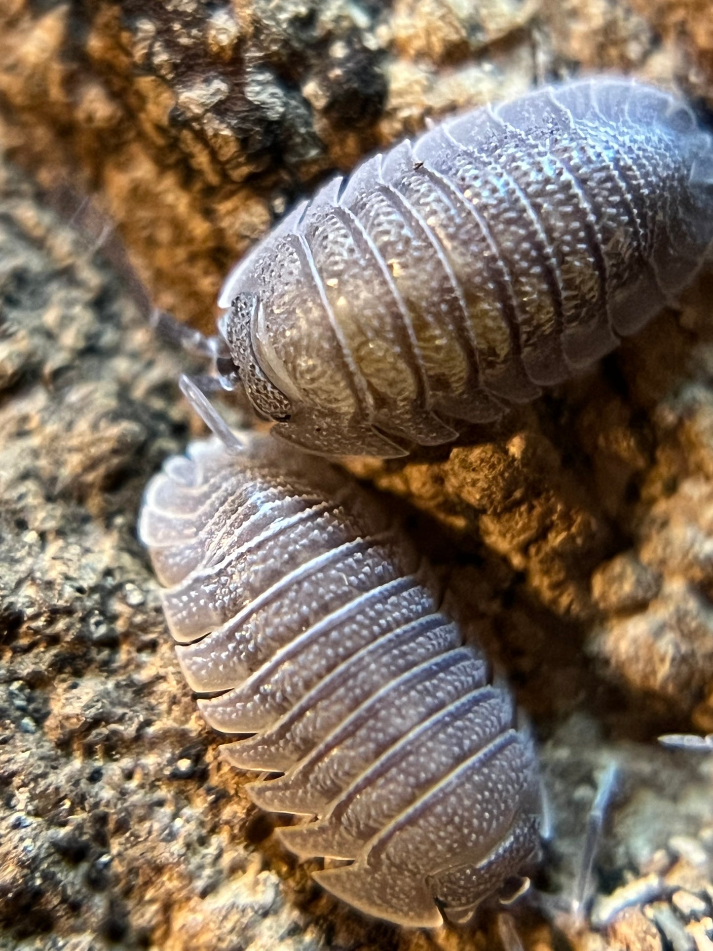 Armadillidium scaberrimum “sandstone” isopods (12+ count)