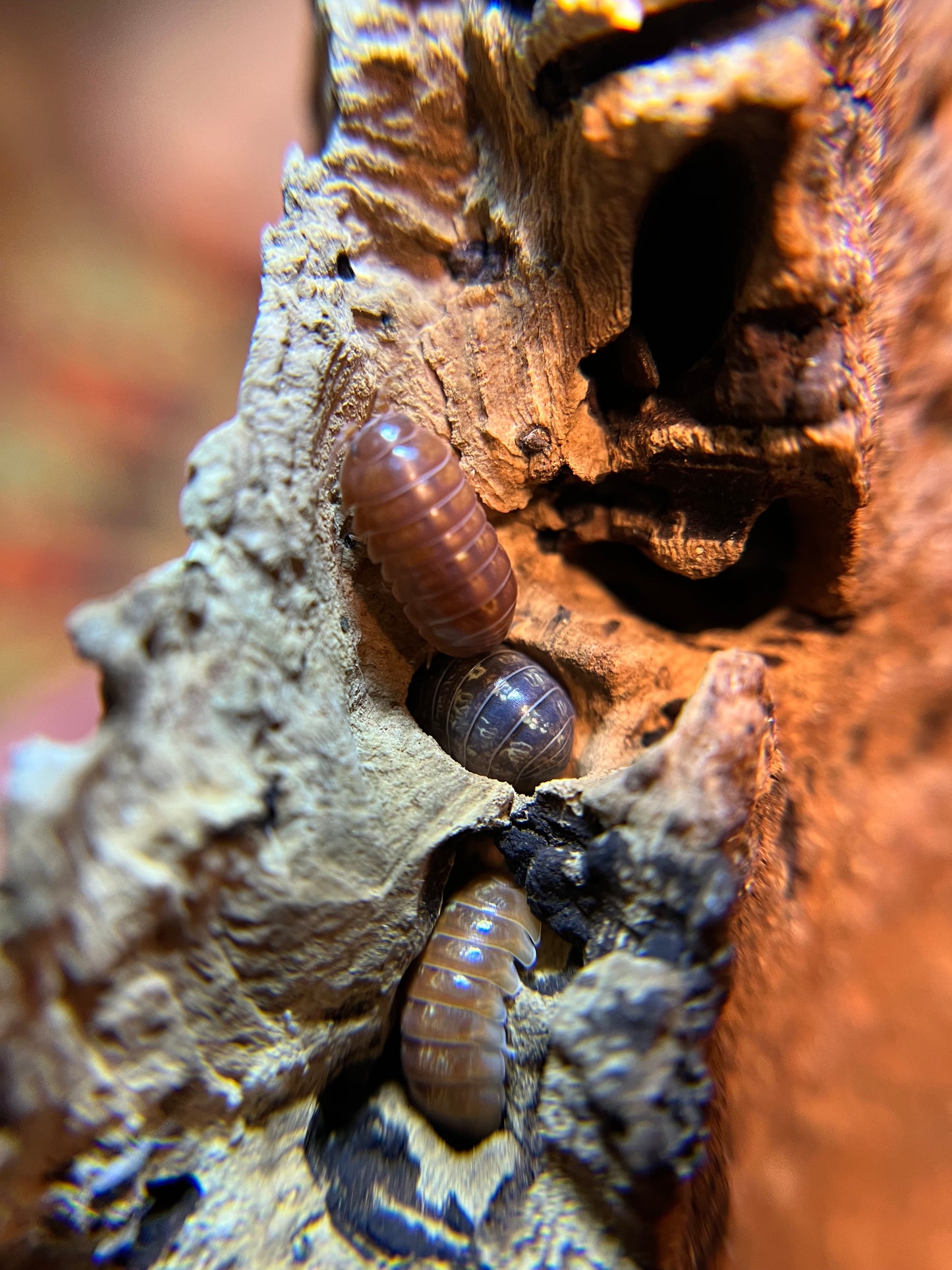 Armadillidium vulgare "gem mix" isopods (12+ count)