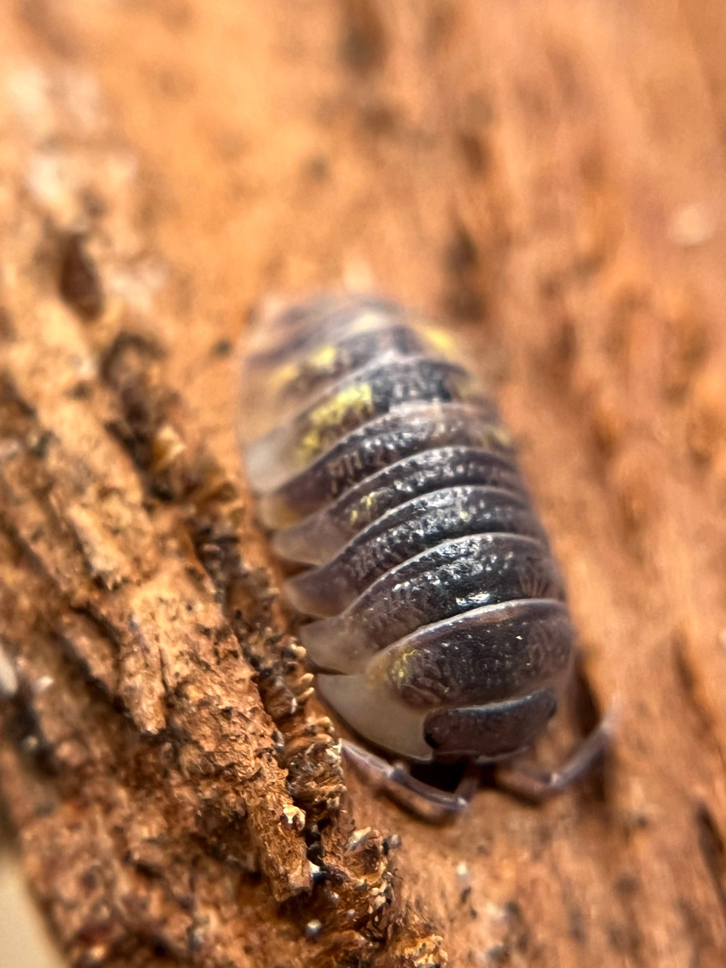 Armadillidium granulatum "koi" isopods (10+ count)