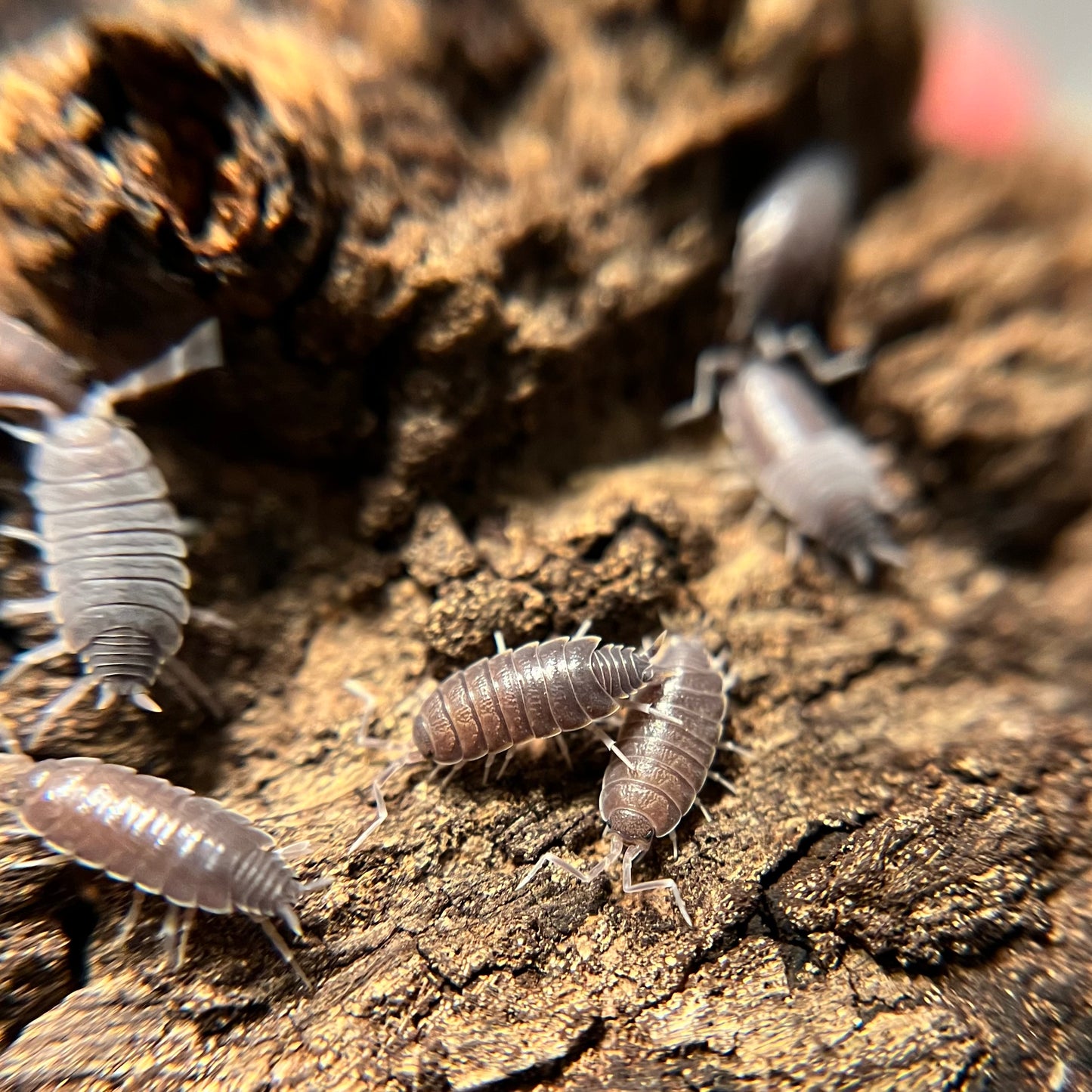 Porcellionides pruinosus “powder blue” isopods (12+ count)