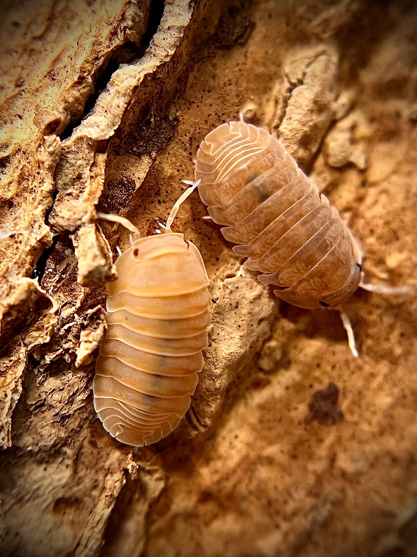 Cubaris murina "anemone" isopods (12+ count)