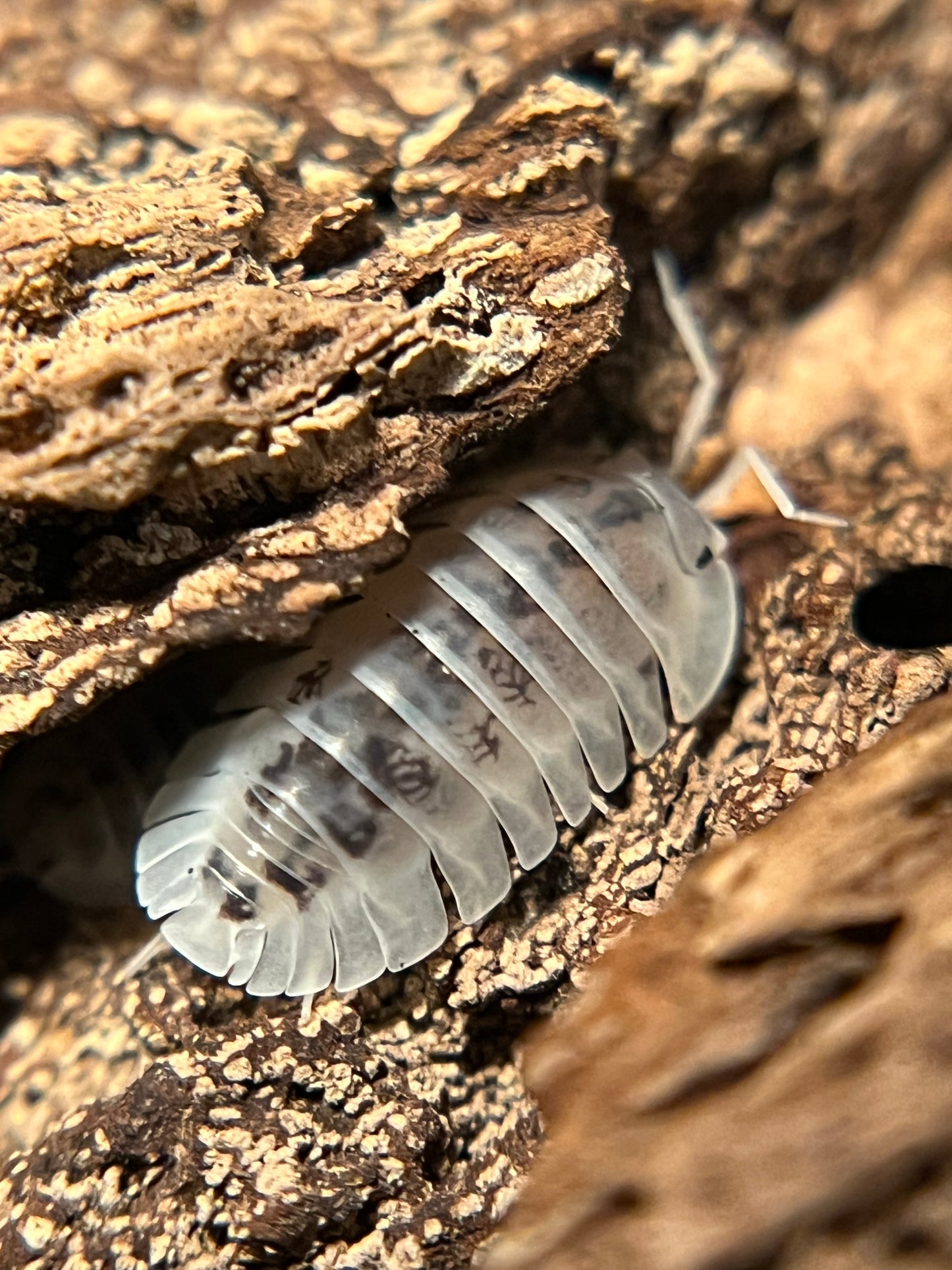 Nesodillo arcangelii "Shiro Utsuri" isopods (12+ count)