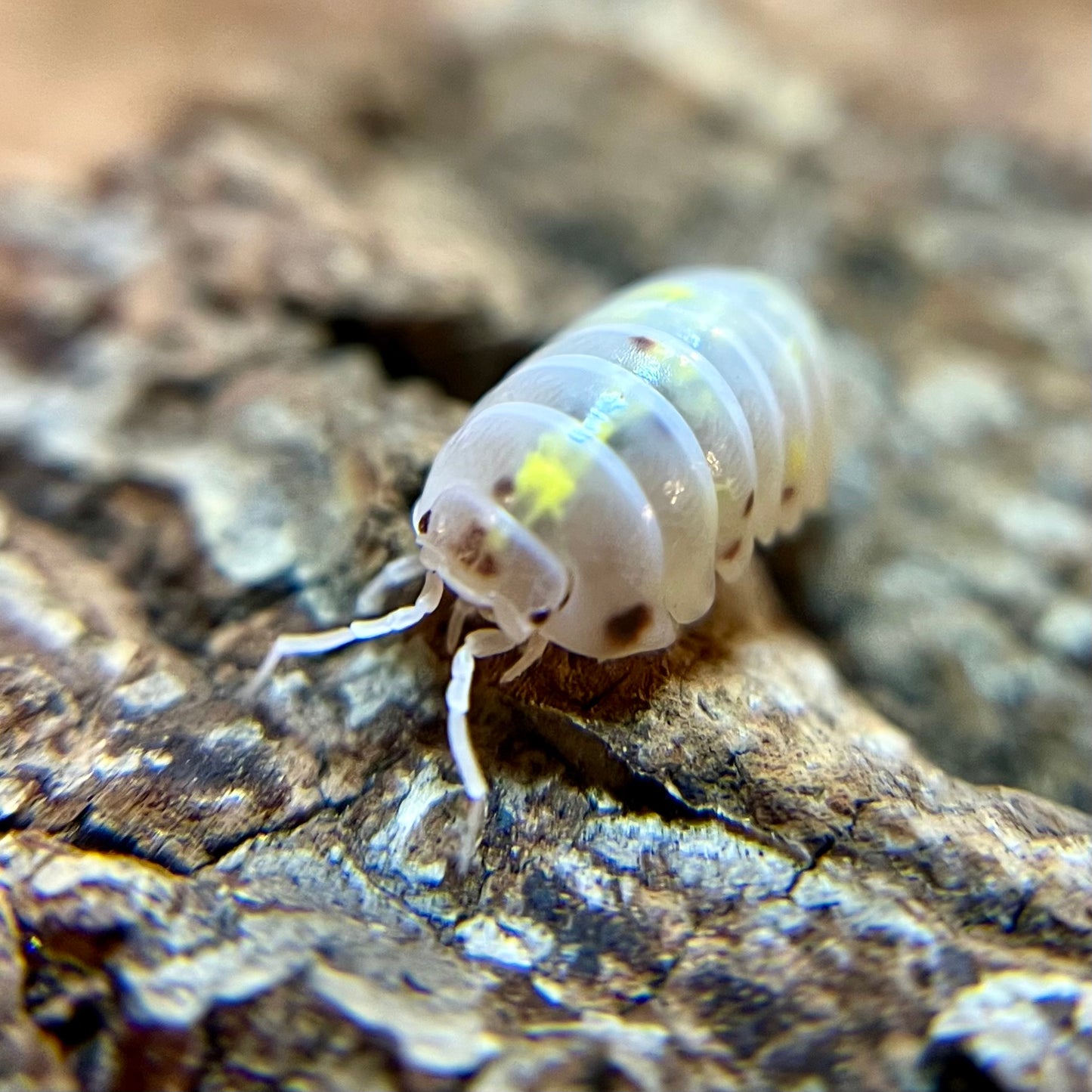 Armadillidium vulgare “orange dalmatian” isopods (12+ count)