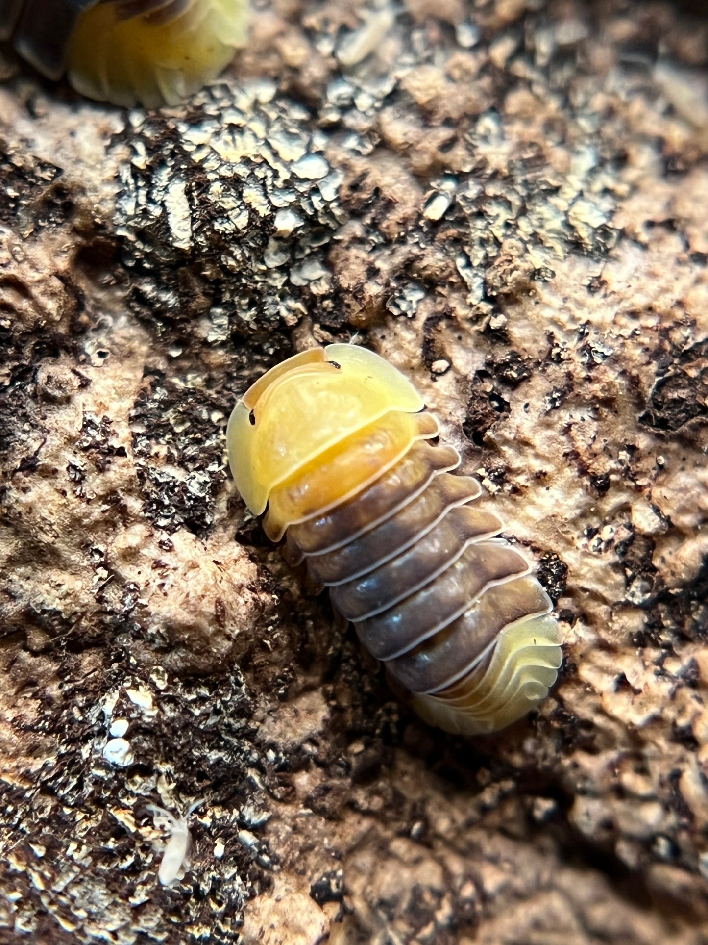 Cubaris sp. “Rubber Ducky” color mix isopods (10+ count)