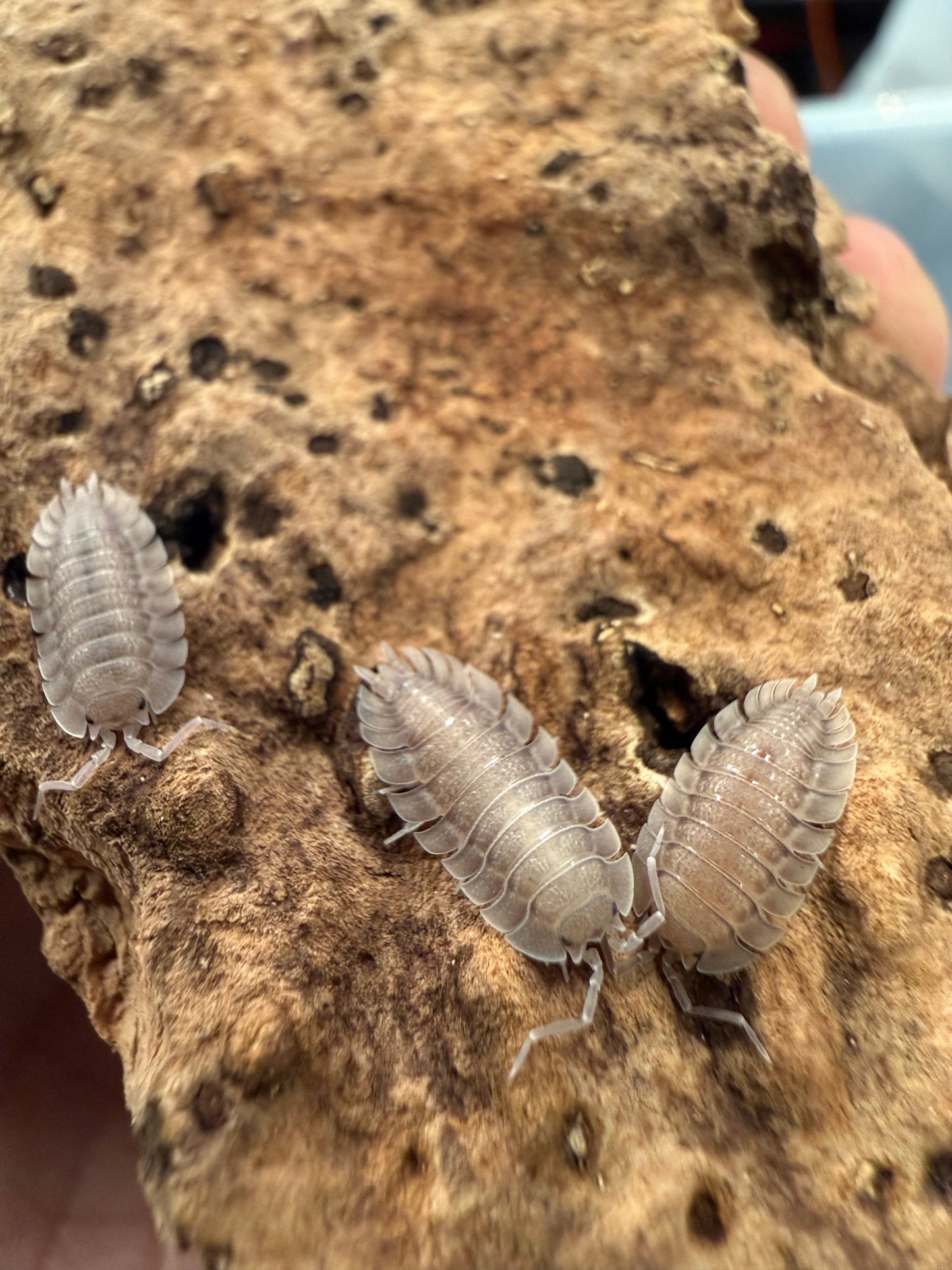 Porcellio spatulatus isopods