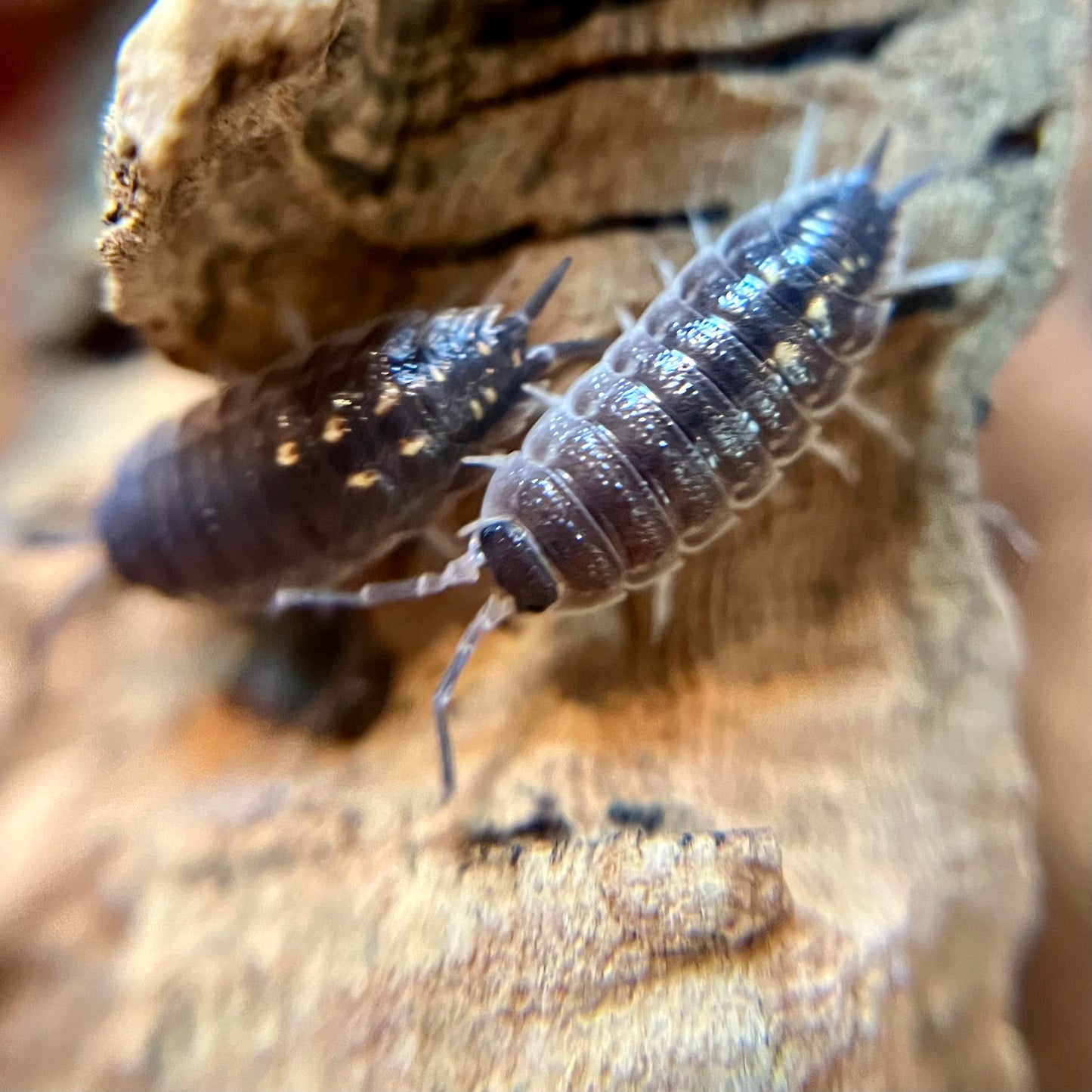 Porcellio ornatus "south dot/yellow dot" isopods (12+ count)